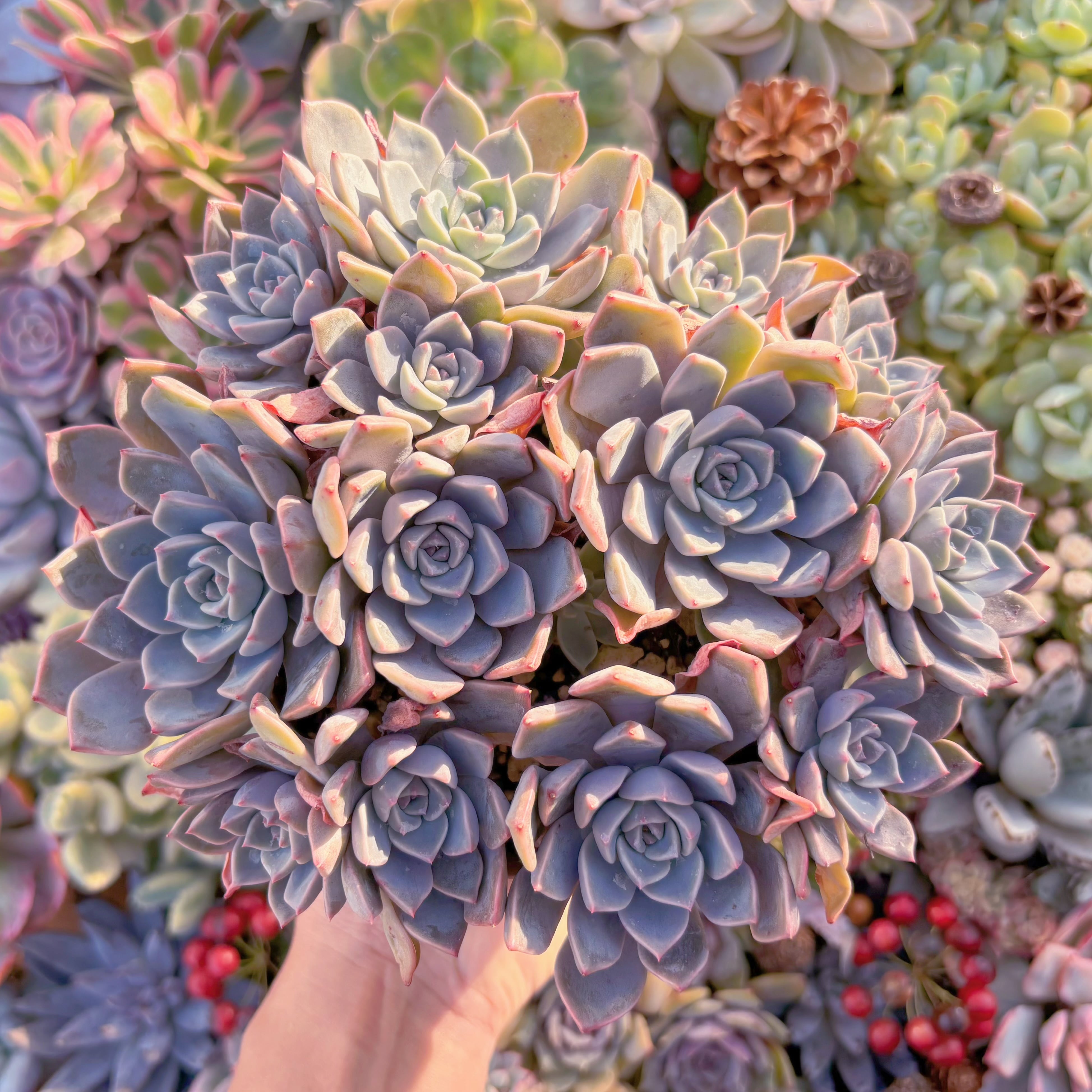 現品　Pretty in Pink#637　特大群生　るる農園