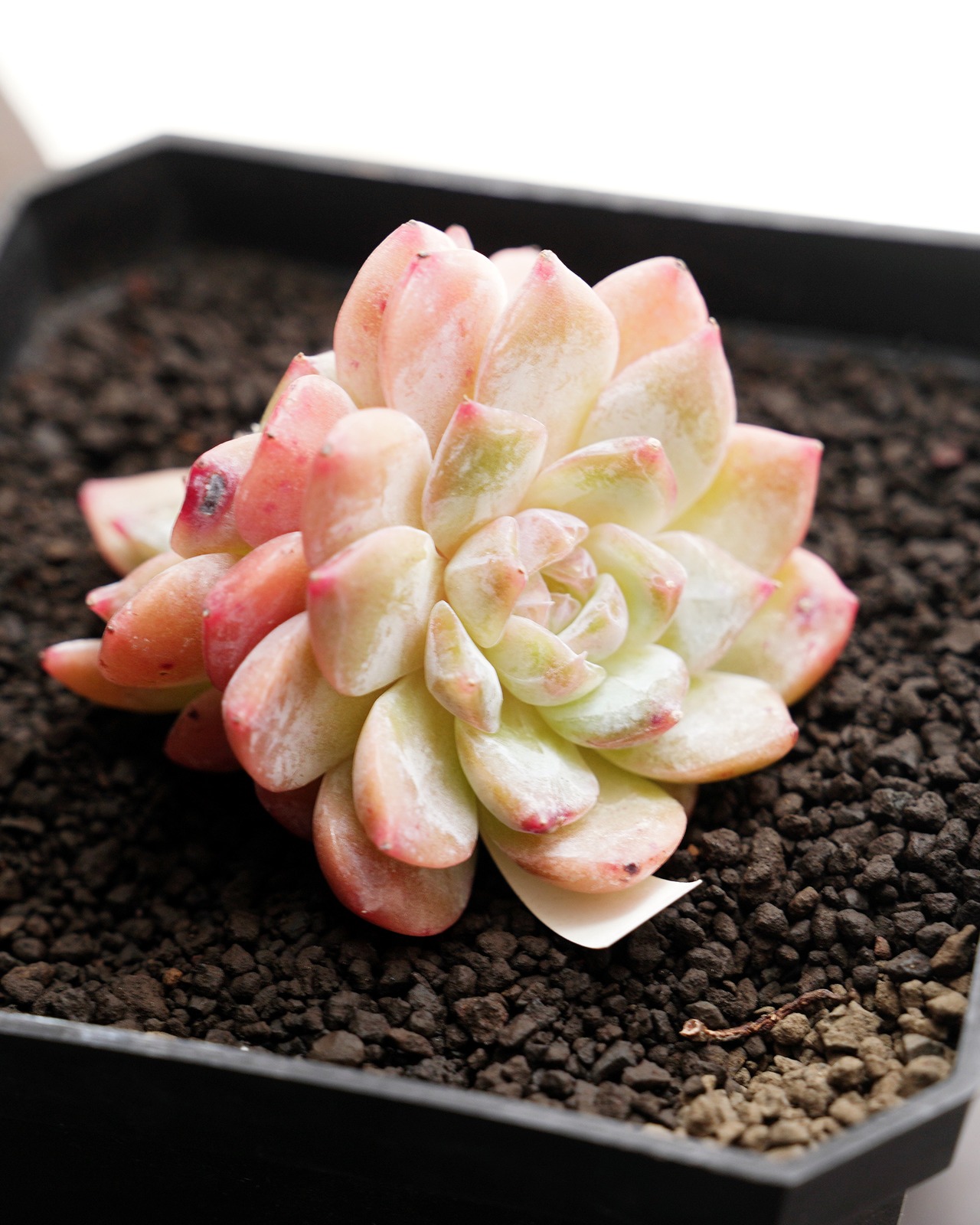 カット苗 スノータワー 【日本初上陸？！】 Echeveria 'Snow Tower'
