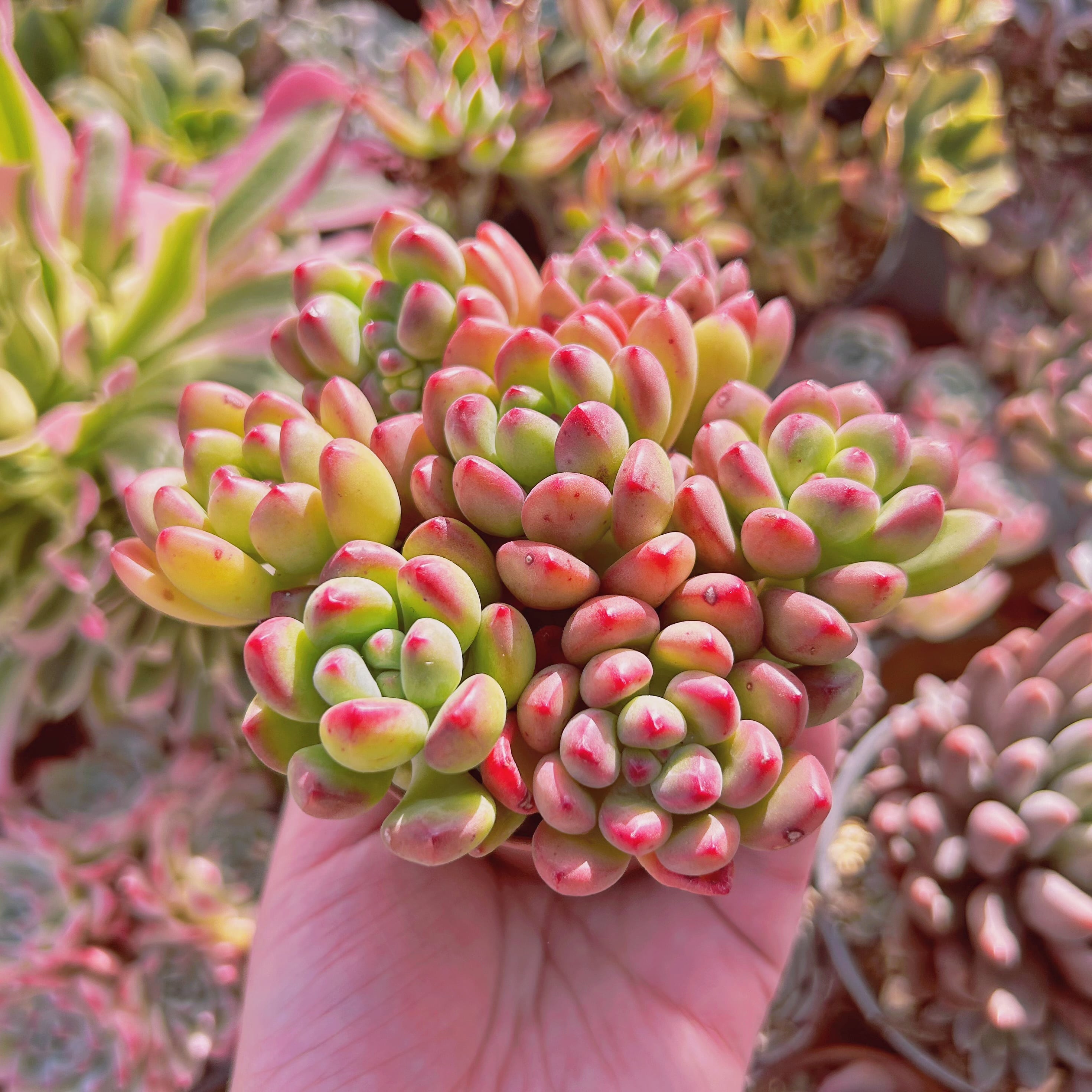多肉植物 Sedum 新品種 トミーキャット 7頭 | るる農園~多肉植物専門