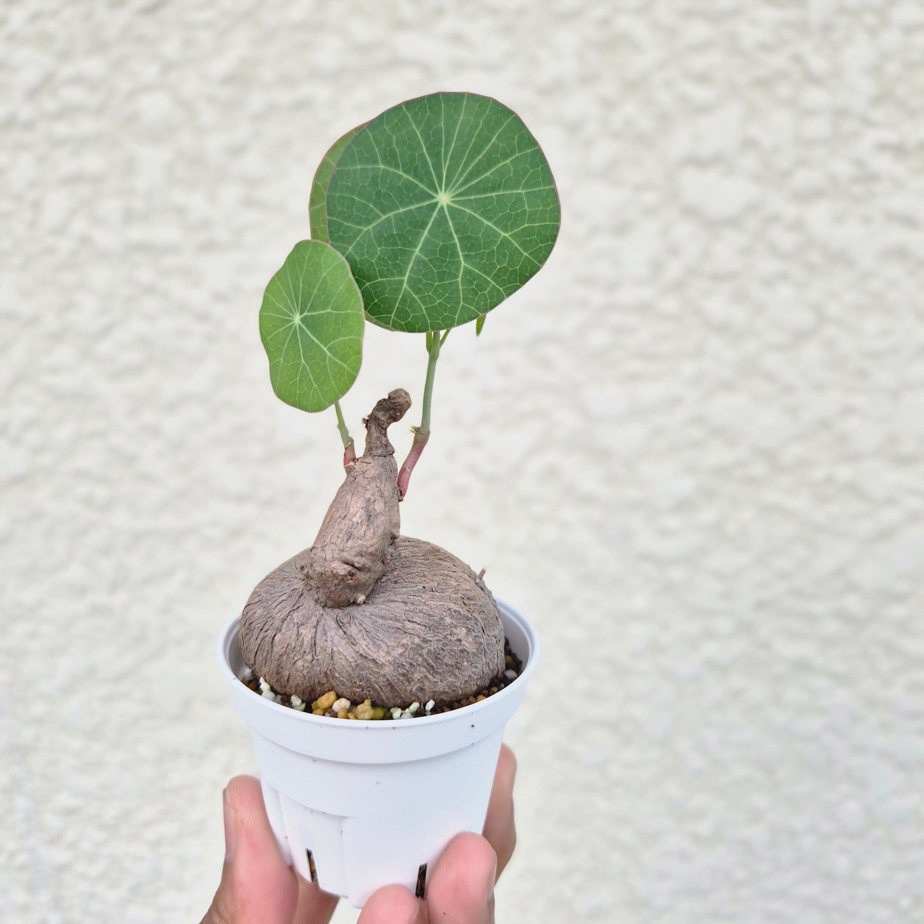 ♡ キリンフォルム♡〚ステファニア エレクタ〛Stephania Erecta / ステファニアピエレイ 塊根植物 コーデックス 抜き苗 発芽済