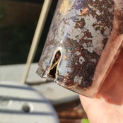 【交配種】アンスリウム クリスタリナム×マグニフィカム / Anthurium