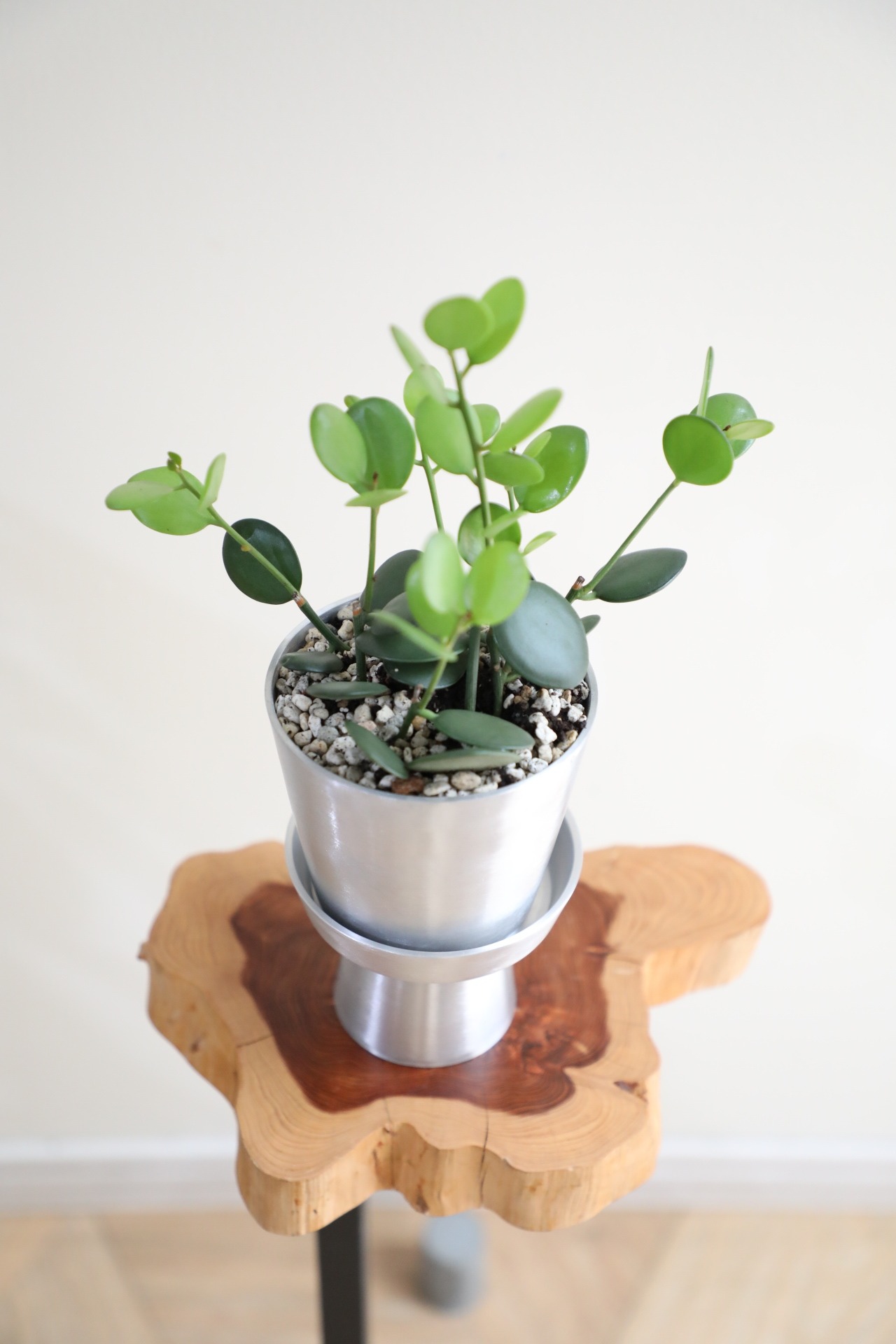 【M】グリーンドラム / Xerosicyos danguyi  ※アルミスタンドポット付き