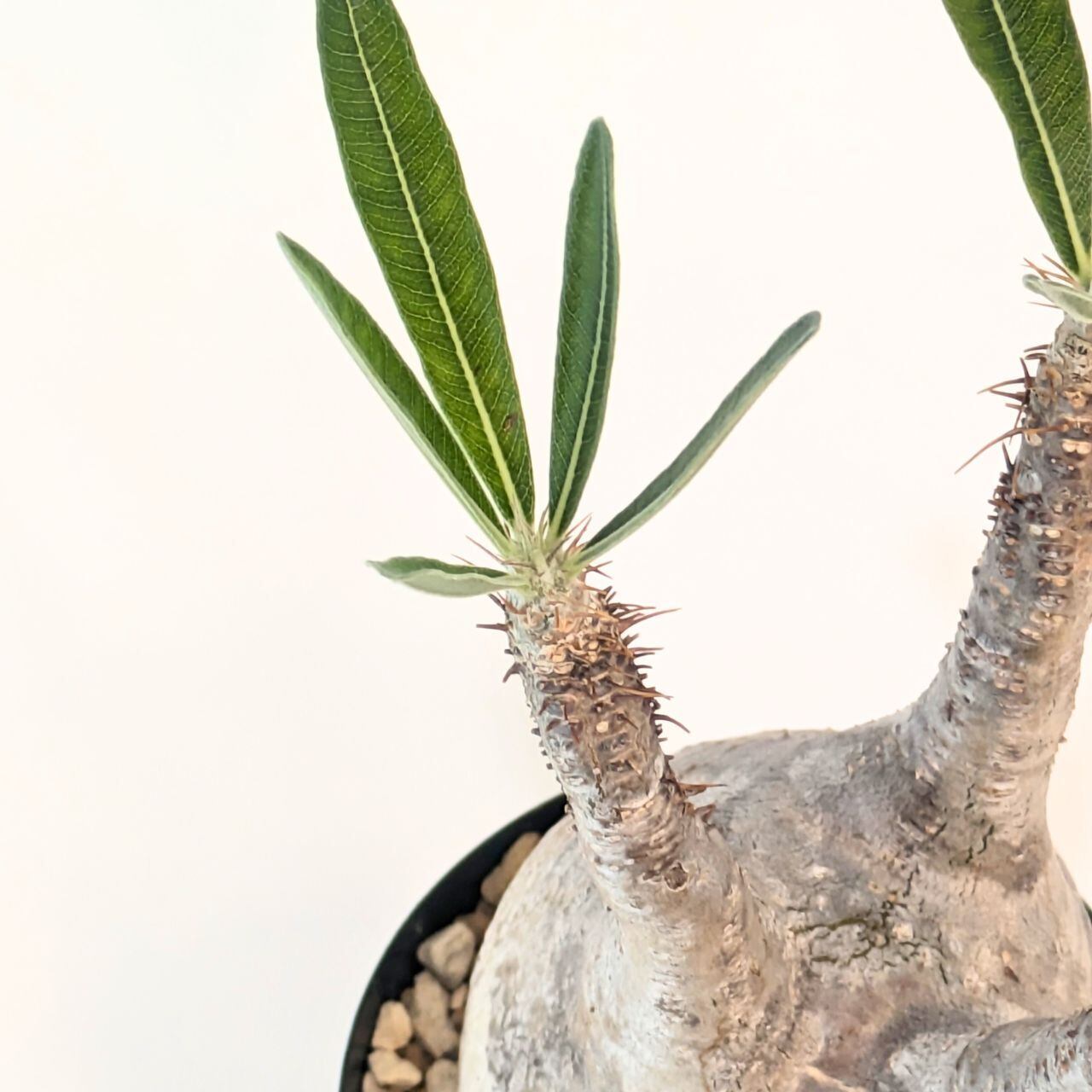 パキポディウム　ロスラツム　グラキリス「象牙宮」(現地球) パキポディウム ロスラーツム グラキリス Pachypodium rosulatum var