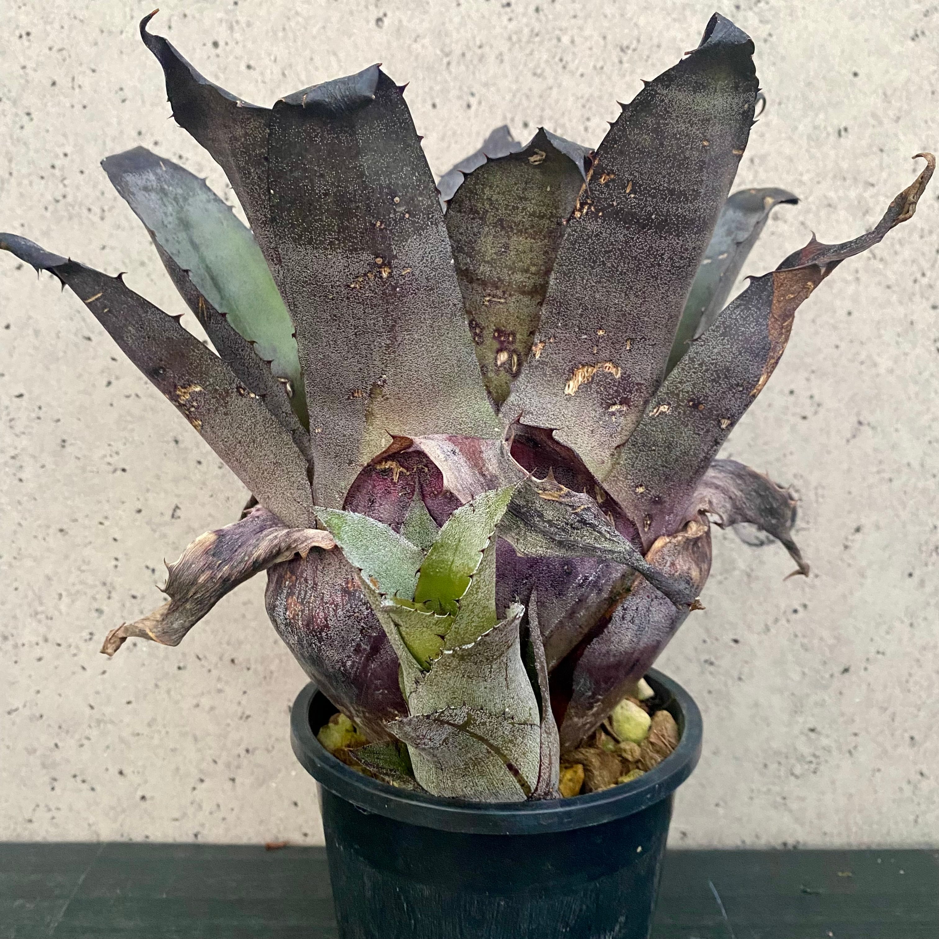マルプランツページ Planet Plants プラネットプランツ