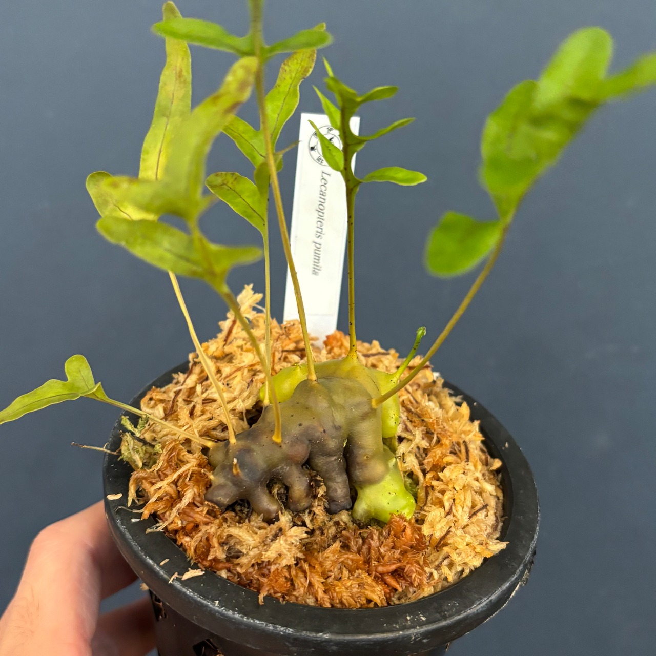 レカノプテリス　pumila【515】