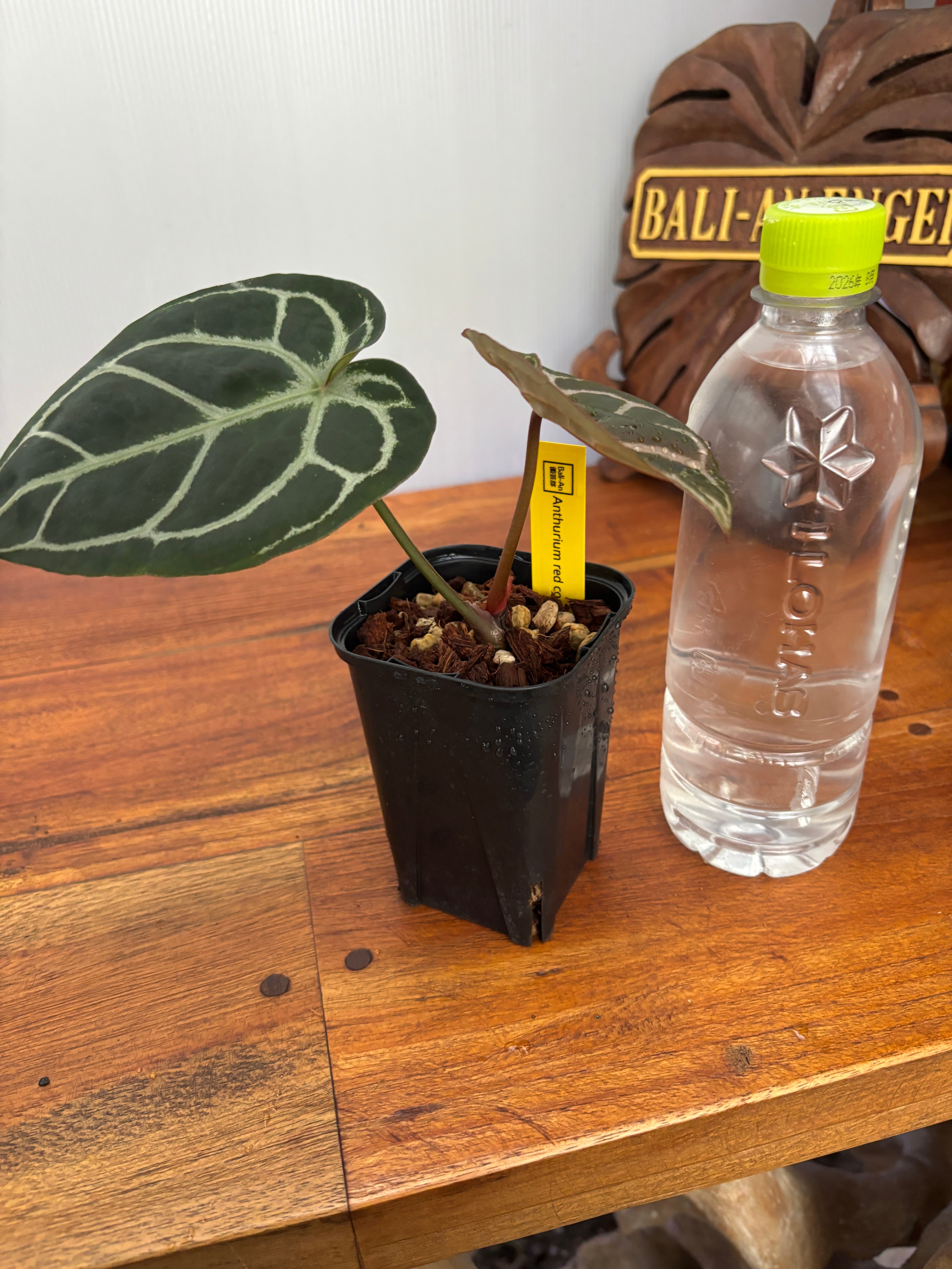 Anthurium | BA PLants