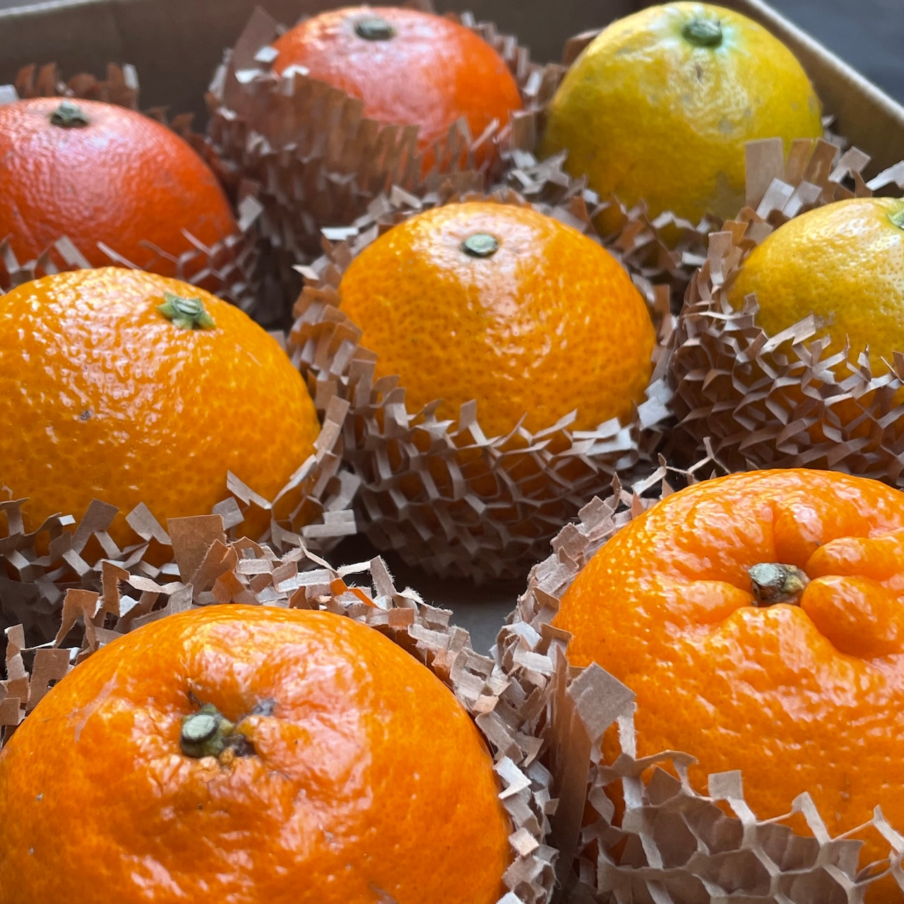 旬の採れたて HARVEST SET 『季節の柑橘食べ比べセット』