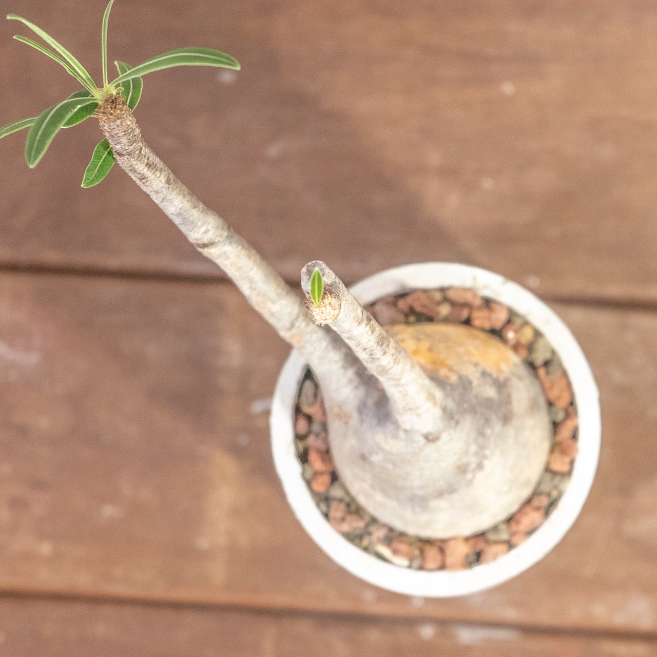 パキポディウム・グラキリス（胴回り20㎝）｜丸みのあるフォルムが愛らしい小ぶりな現地株【発根済／モルタル鉢】