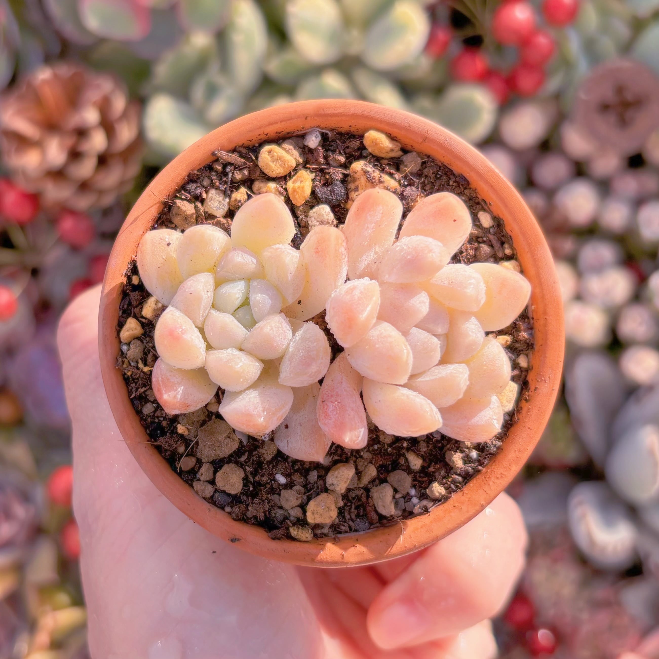 現品　ピンクブルーズ#A062　群生　るる農園