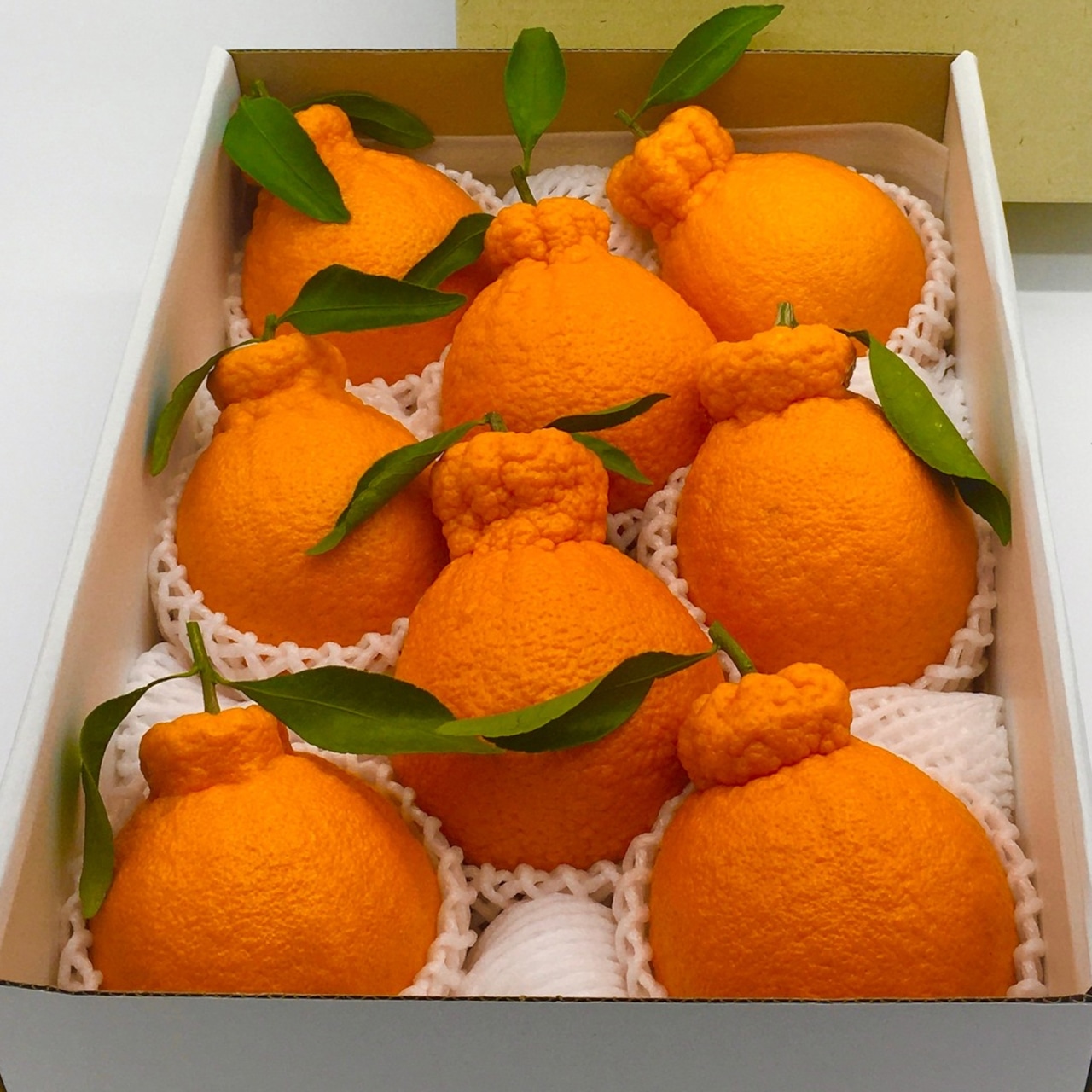 樹上完熟アルギット不知火(ハウス栽培)約1.5kg 葉付き 【3月上旬から順次発送予定】