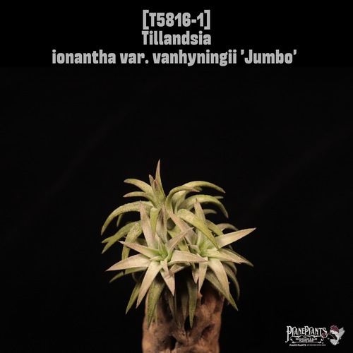 Tillandsia ionantha var. vanhyningii 'Jumbo'〔ティランジア〕T5816-1