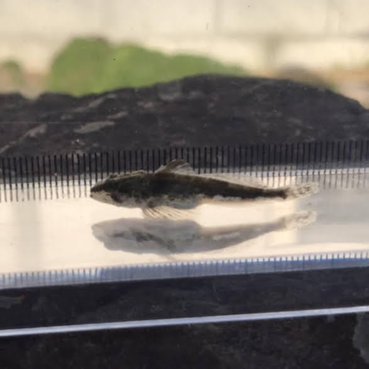 (淡水魚)ヤマノカミ 4cm±(1匹)【生体】