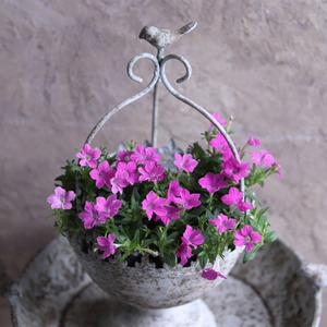 mondimanche ペチュニア　栄養系　Rin りん　華やかピンク｜小さなお花　暑さ、雨に強く寄せ植えにオススメ