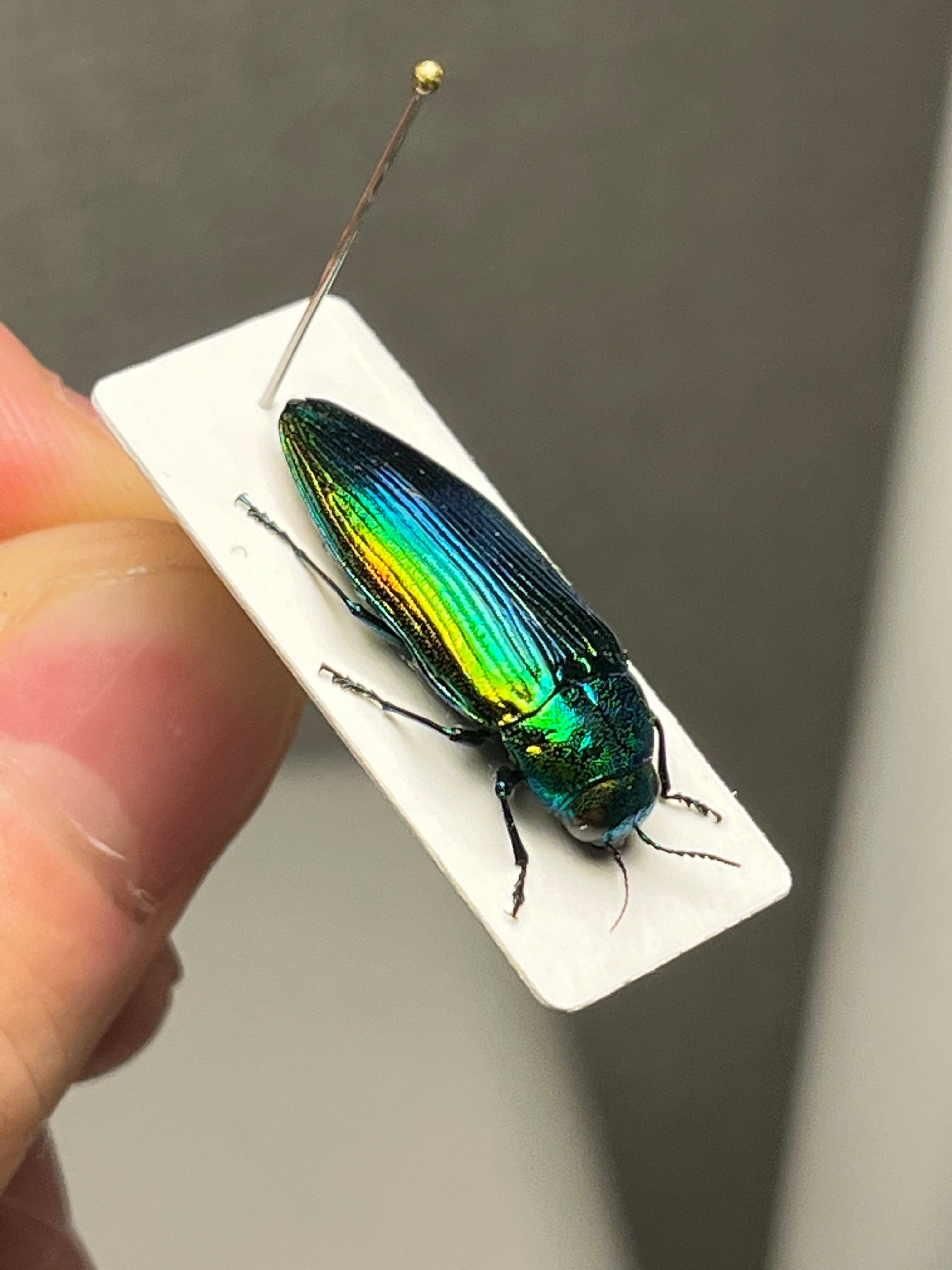 極美碧】レスプレンデンスオウサマカドアカタマムシC.resplendesns