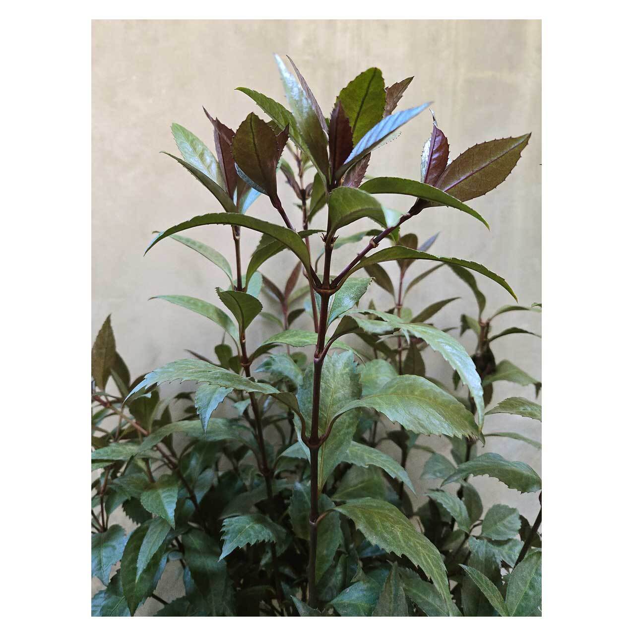 Sarcandra glabra | Seeding