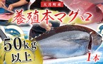 大月町産　養殖本マグロまるごと1本（50kg以上）　