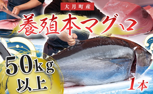 大月町産　養殖本マグロまるごと1本（50kg以上）　