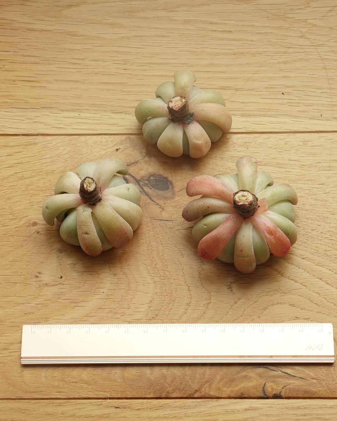 カット苗 ルビーザラコーザ Echeveria 'Ruby Zaragozae'