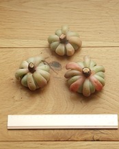 カット苗 ルビーザラコーザ Echeveria 'Ruby Zaragozae'