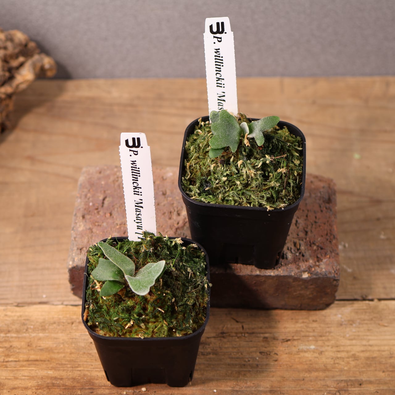 700『ビカクシダ ウィリンキー Masayu TC』 観葉植物【送料無料