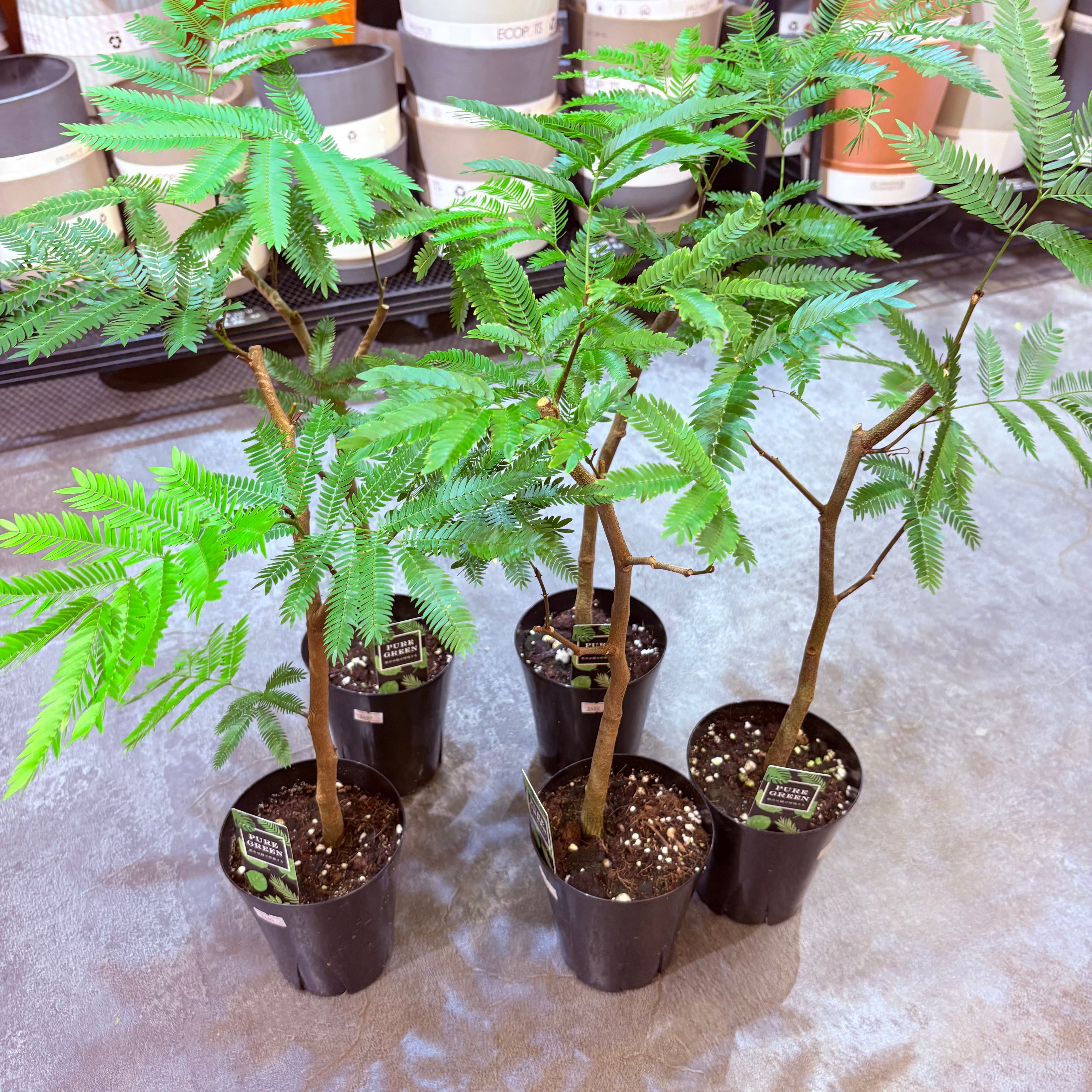 エバーフレッシュ 4号 | Green Vibes 宇都宮市の観葉植物専門店
