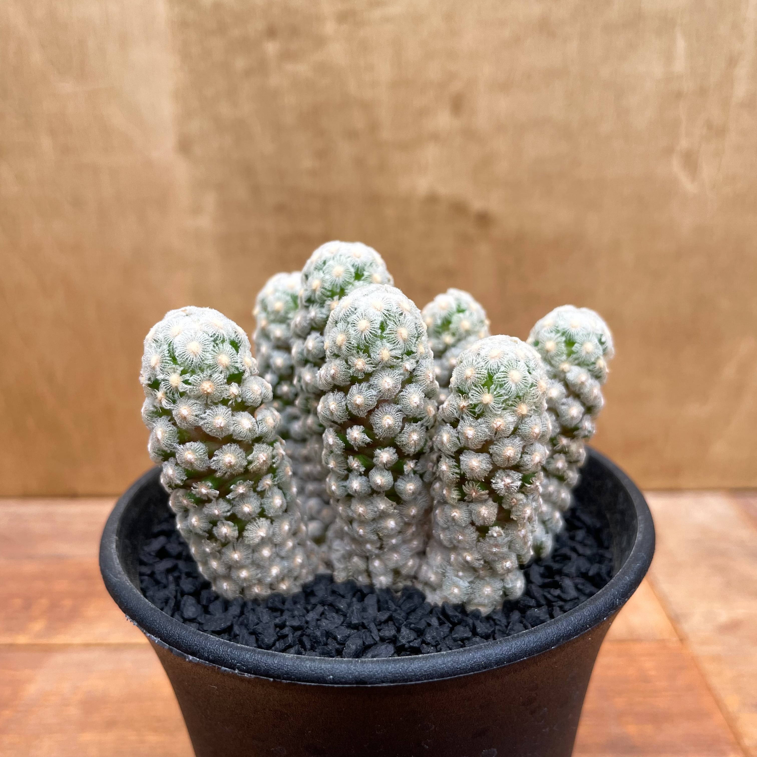 マミラリア 実生 個体名不明 マミラリア 実生 個体名不明 幅2.5cm