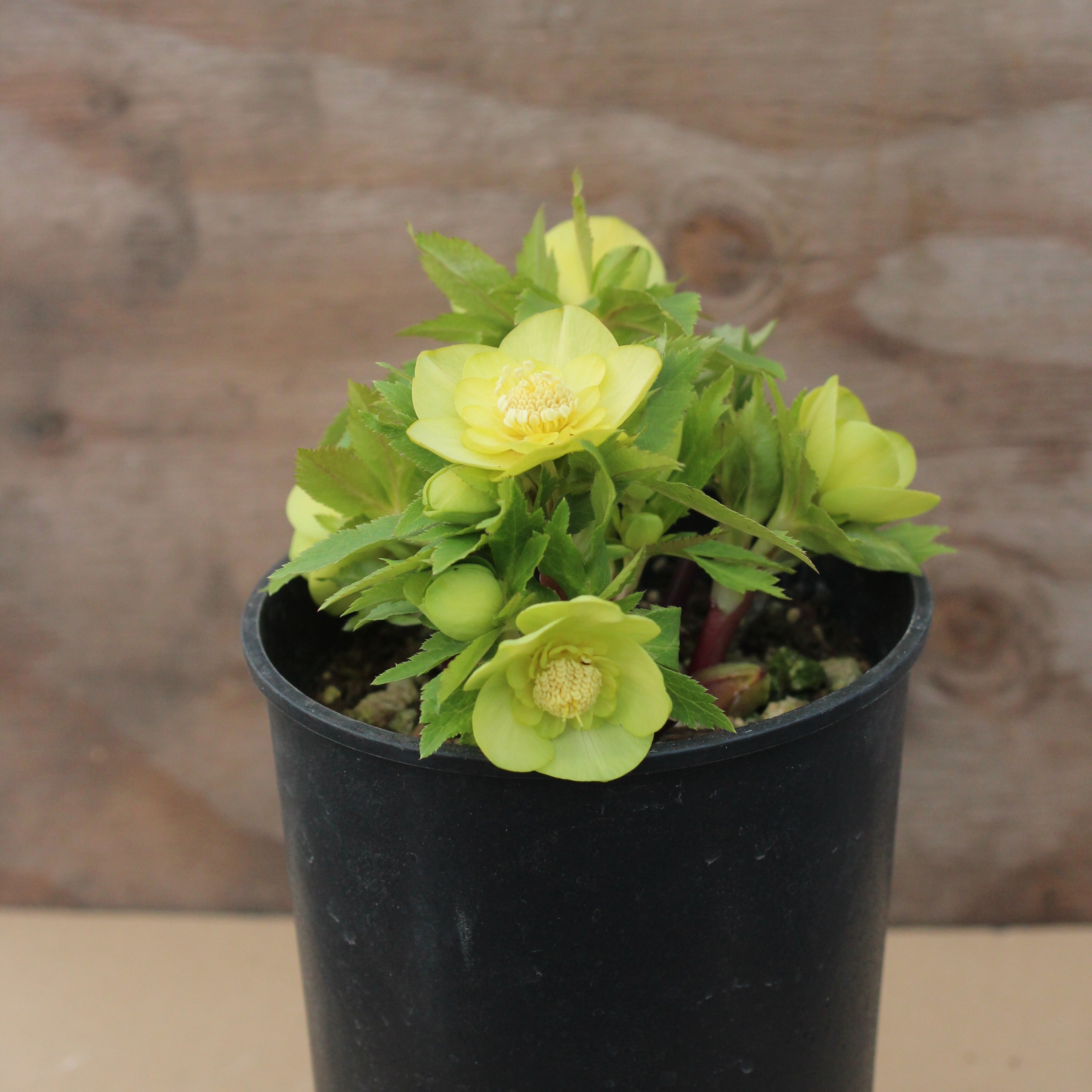 WS26-070 クリスマスローズ ウィンターシンフォニー オーレア系