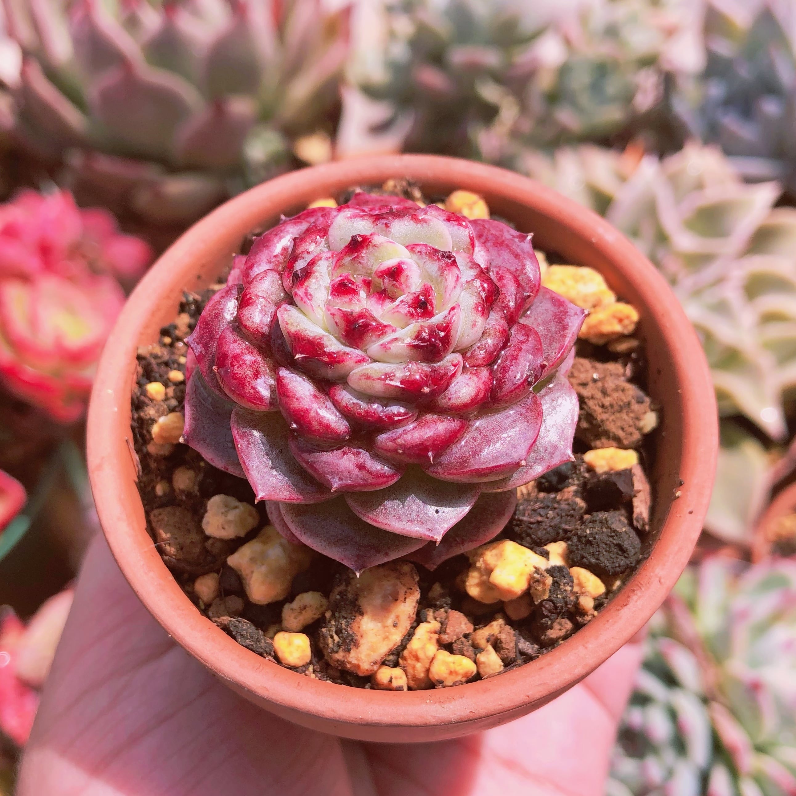 多肉植物 ピーコック | るる農園~多肉植物専門