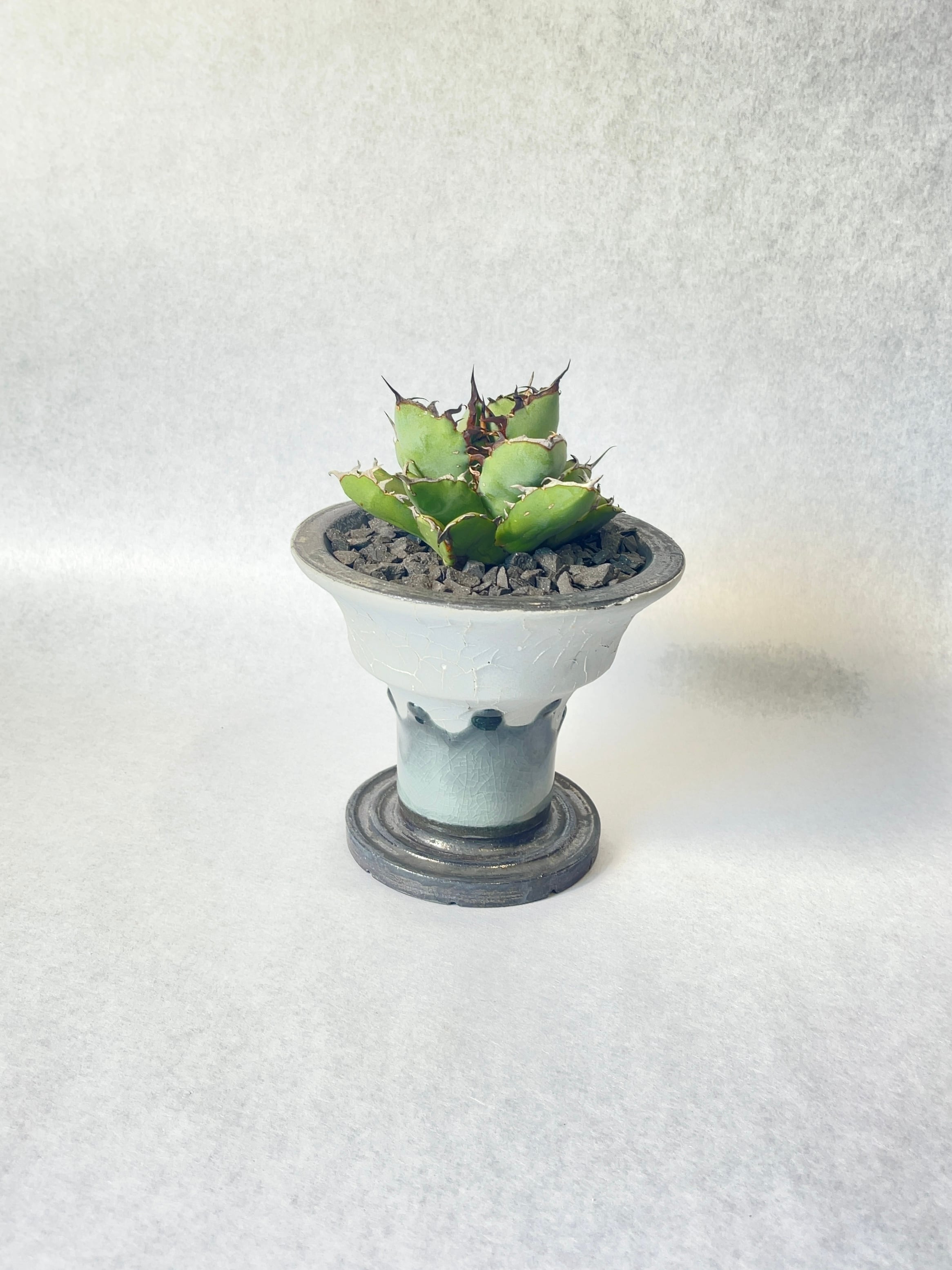 アガベ・黒鯨 | trigger