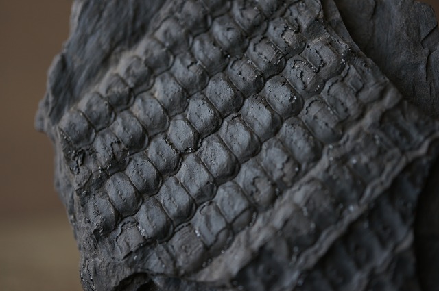 ポーランド産鱗木 Sigillaria elegans 2278