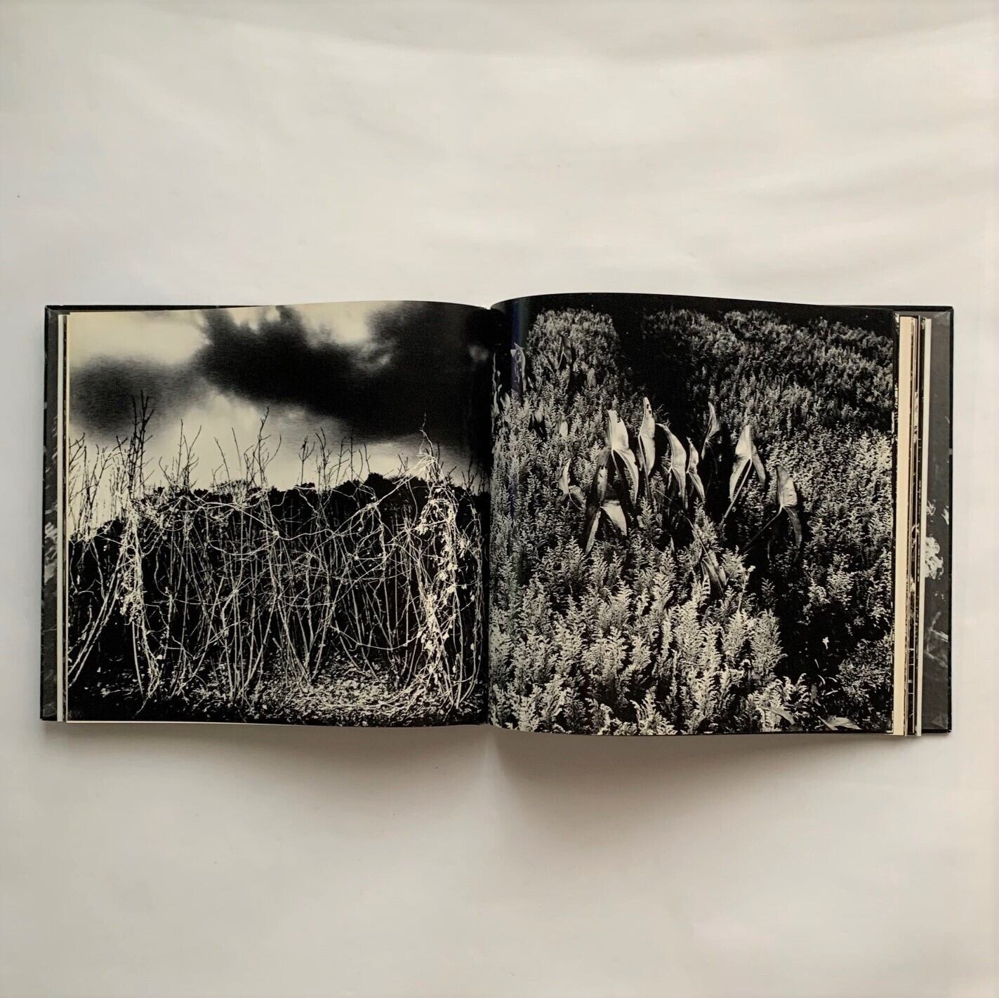 山村雅昭 写真集 植物に 植物に 山村雅昭 写真集 PLANTS Gasho Yamamura - 古本買取 2手