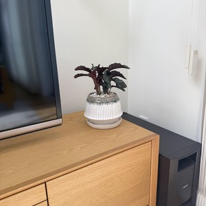 カラテア・ベルベットグローリー