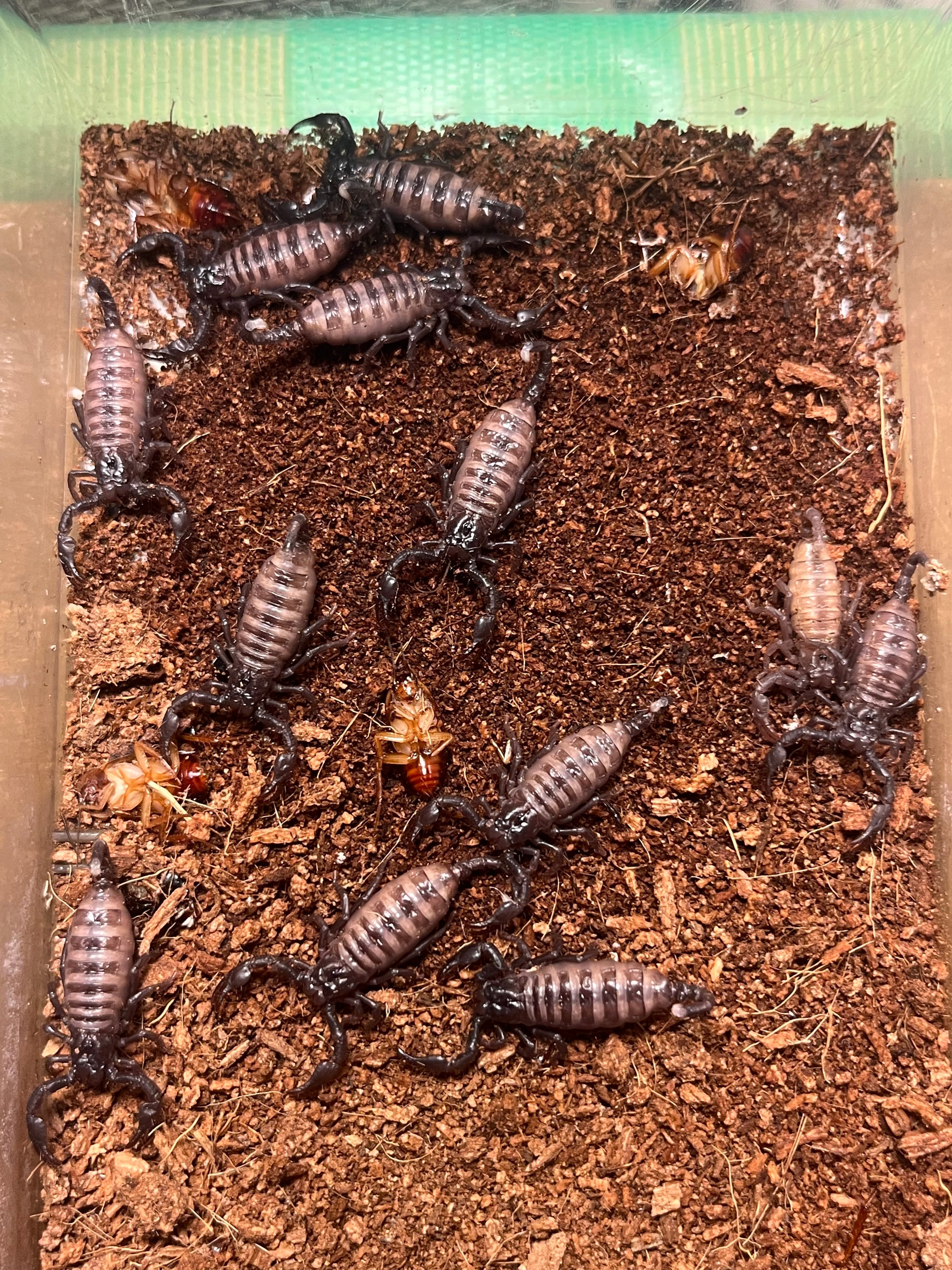 幻の蠍】レッドクロースコーピオン 全長4cm程 サソリムカデ