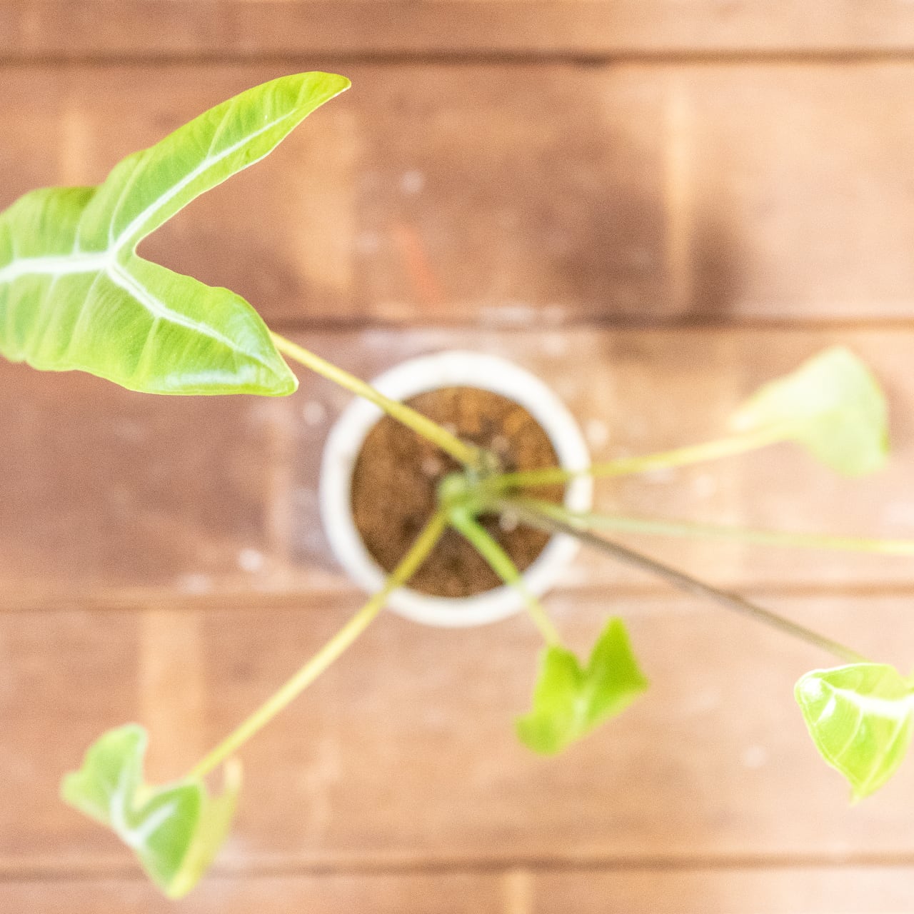 アロカシア・ロンギロバ｜凹凸のある葉面とスリムなフォルムが美しい観葉植物【手作りモルタル鉢仕立て】