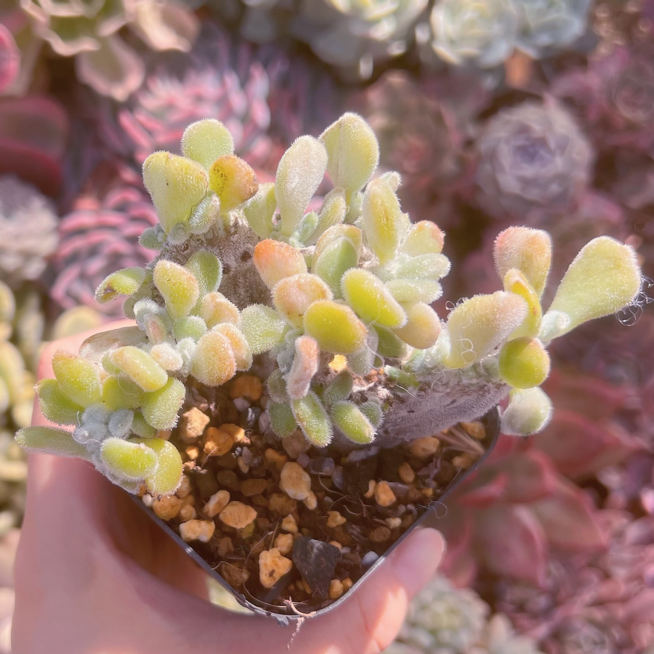 現品　雪錦星#405　るる農園