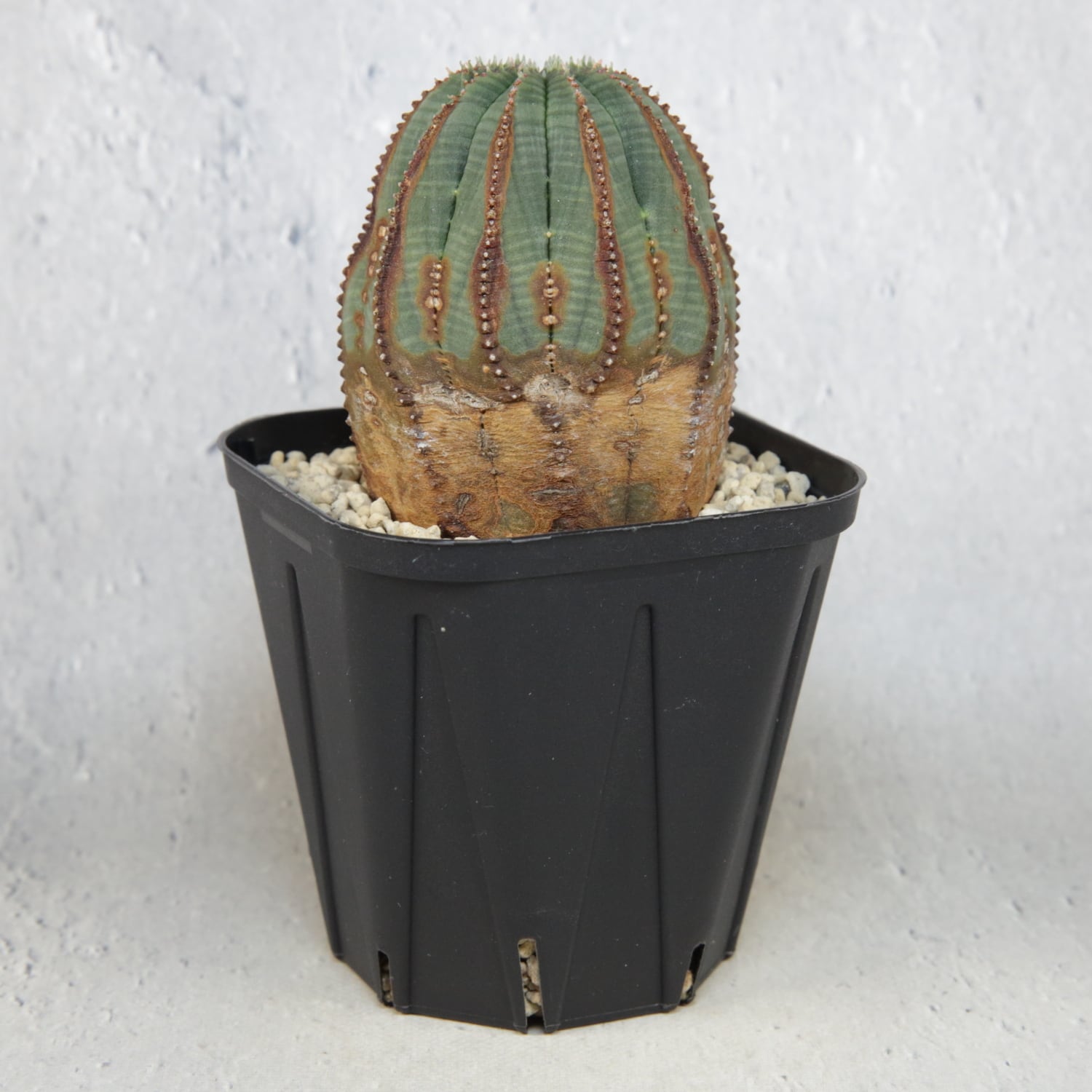 超複稜 12稜 美模様 木質化 オベサ / ユーフォルビア | LIGHTHOUSE