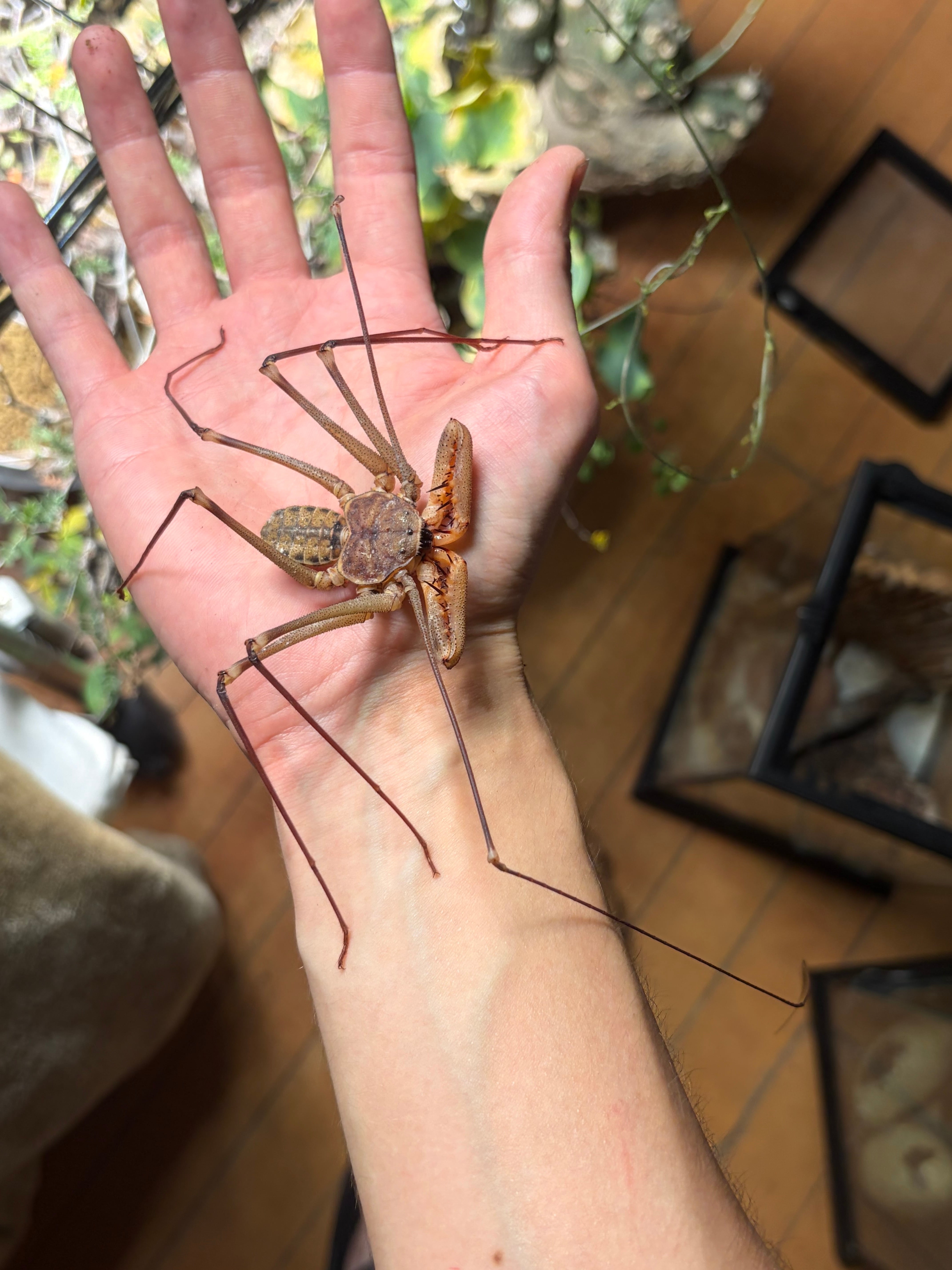 オモニキチュウ