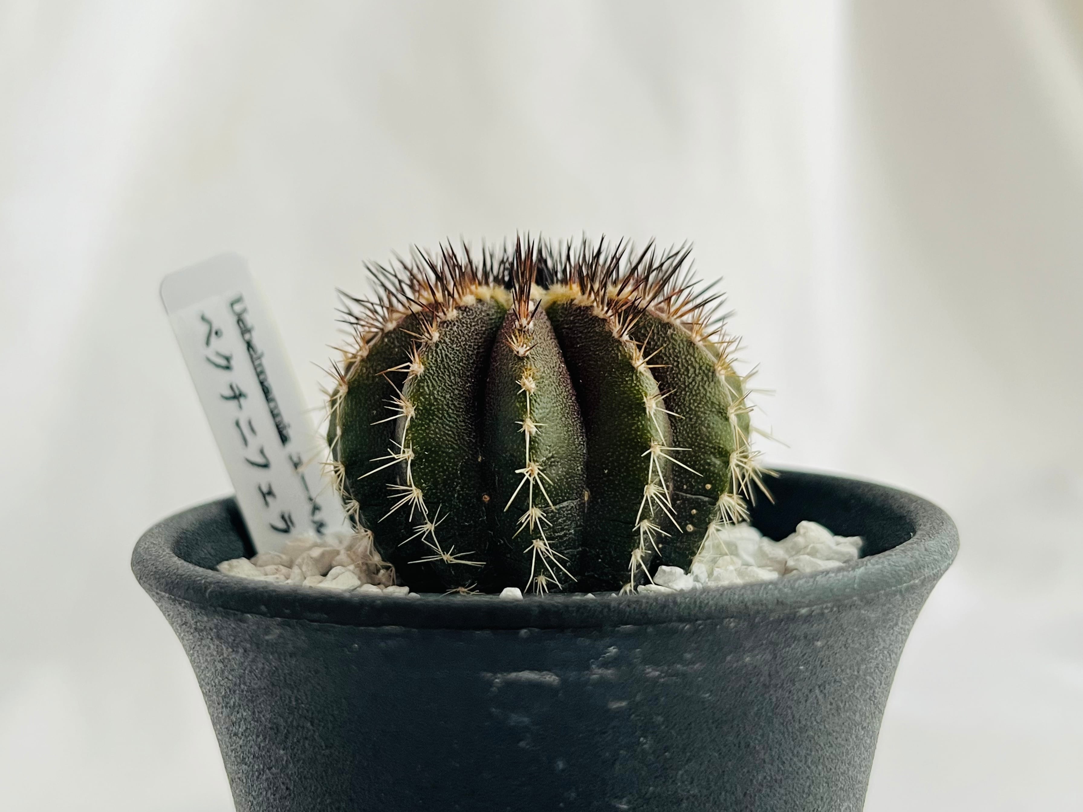 Uebelmmania pectinifera　ユーベルマニア・ペクチニフェラ　サボテン | plants MARU ー  多肉植物・サボテン・園芸グッズのお店 ー powered by BASE