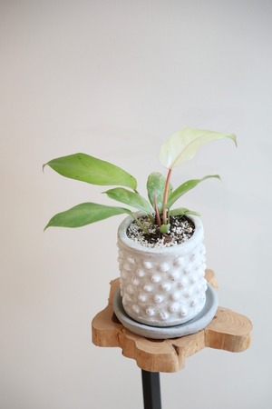 【S】フィロデンドロン スノードリフト/Philodendron  ※陶器鉢付き