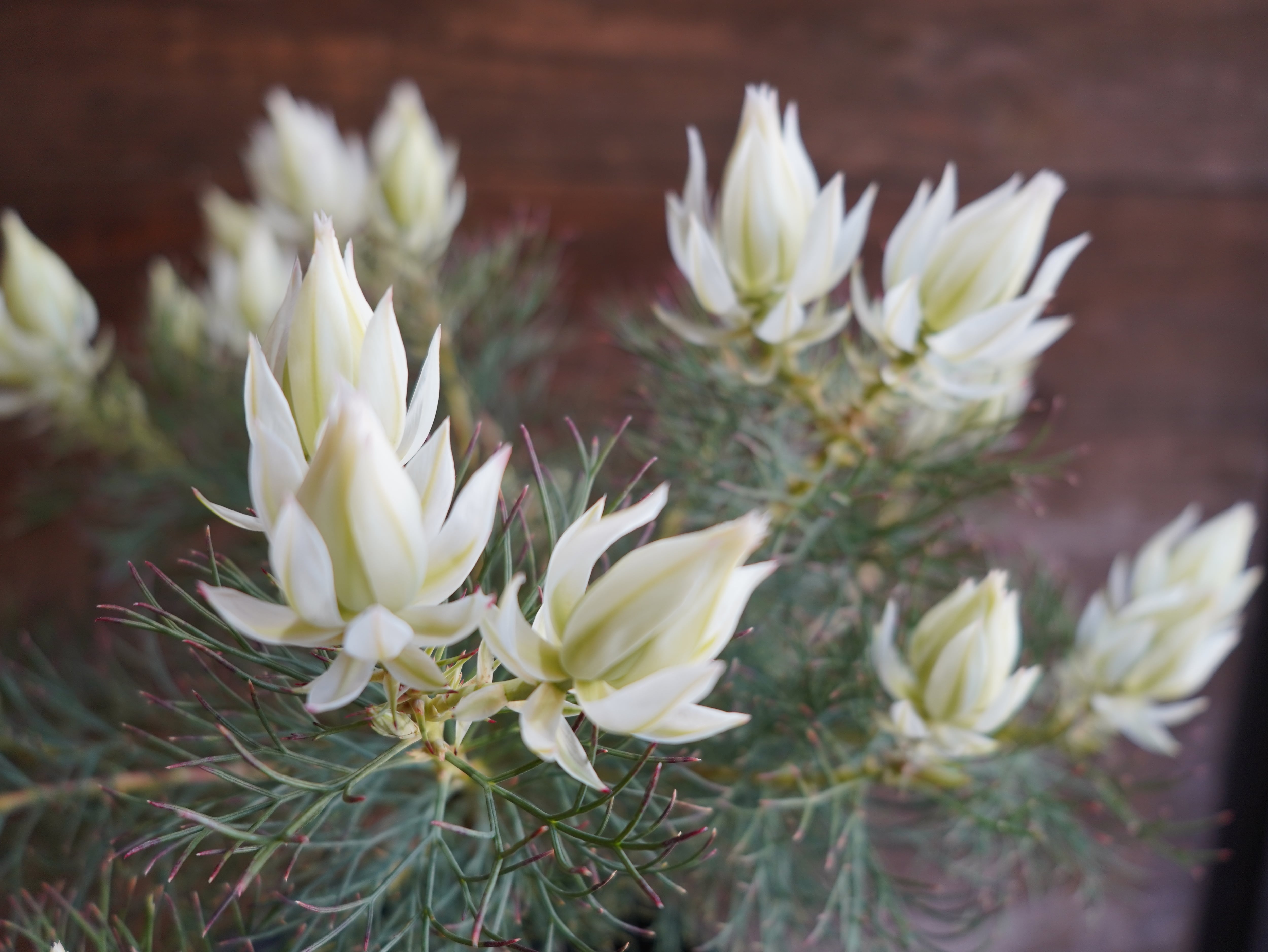 【現物】セルリア　”ブラッシングブライト”