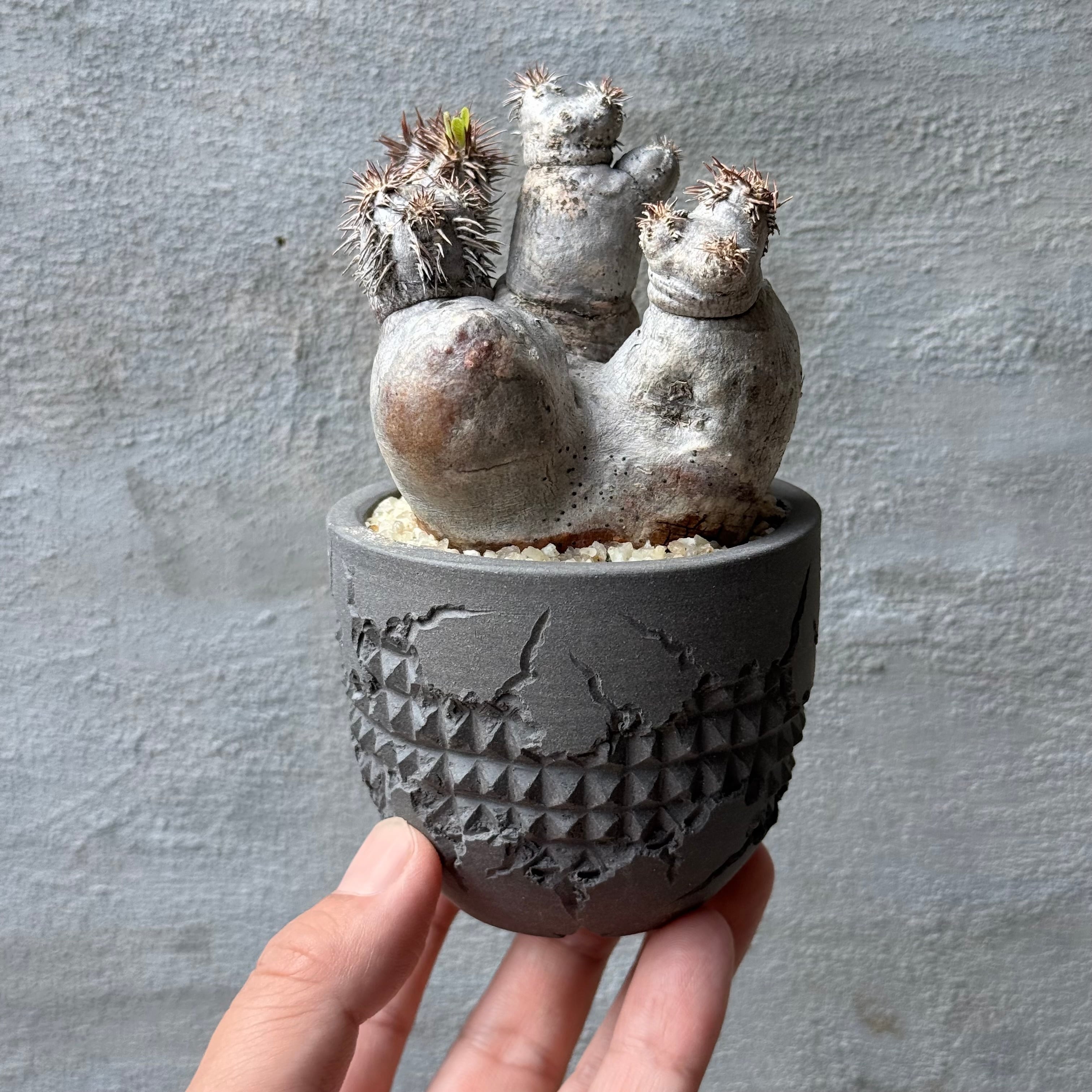A-PLANTS