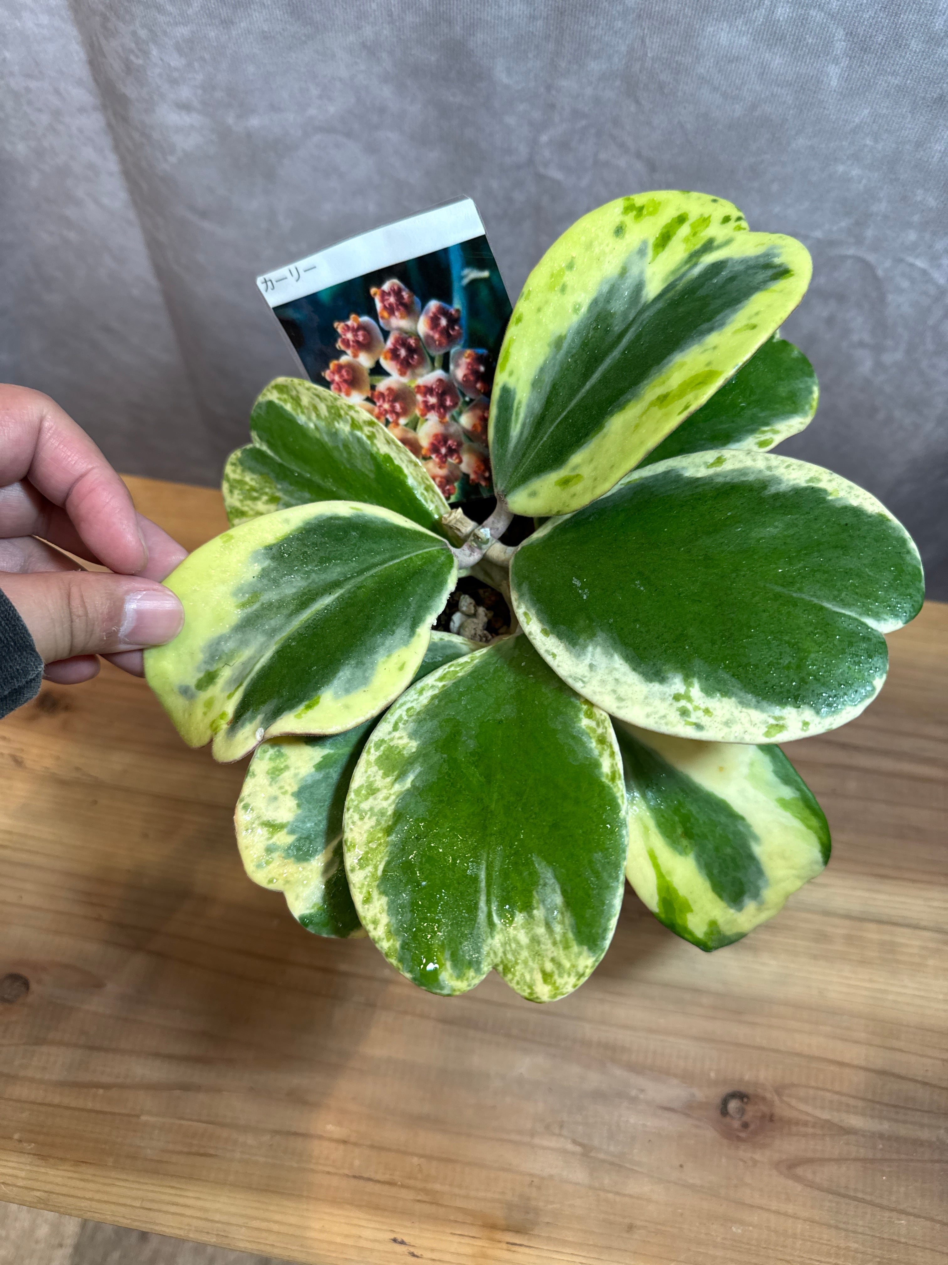 サンスベリア キルキー'クレオパトラ' | Gardenえん 【観葉熱帯植物】