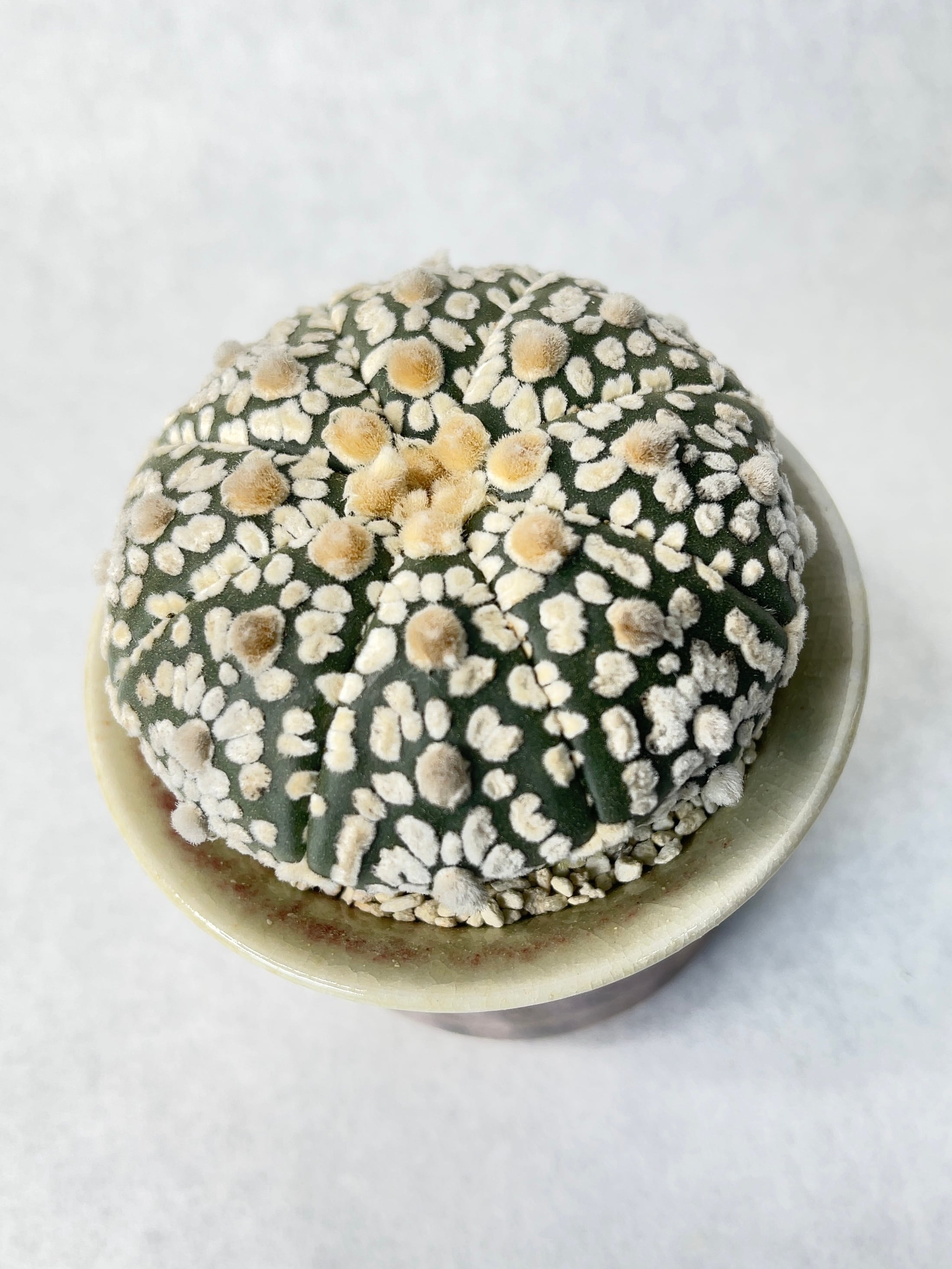 中川智治 | trigger