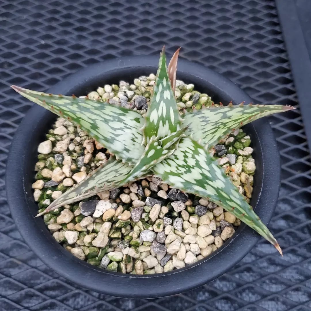 F00463_Dyckia 'Satith'：ディッキア・サティス（子株） | レア