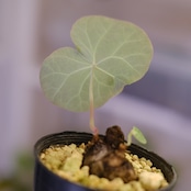 Stephania kaweesakii / ステファニア カウィーサキー㊹/ 観葉植物
