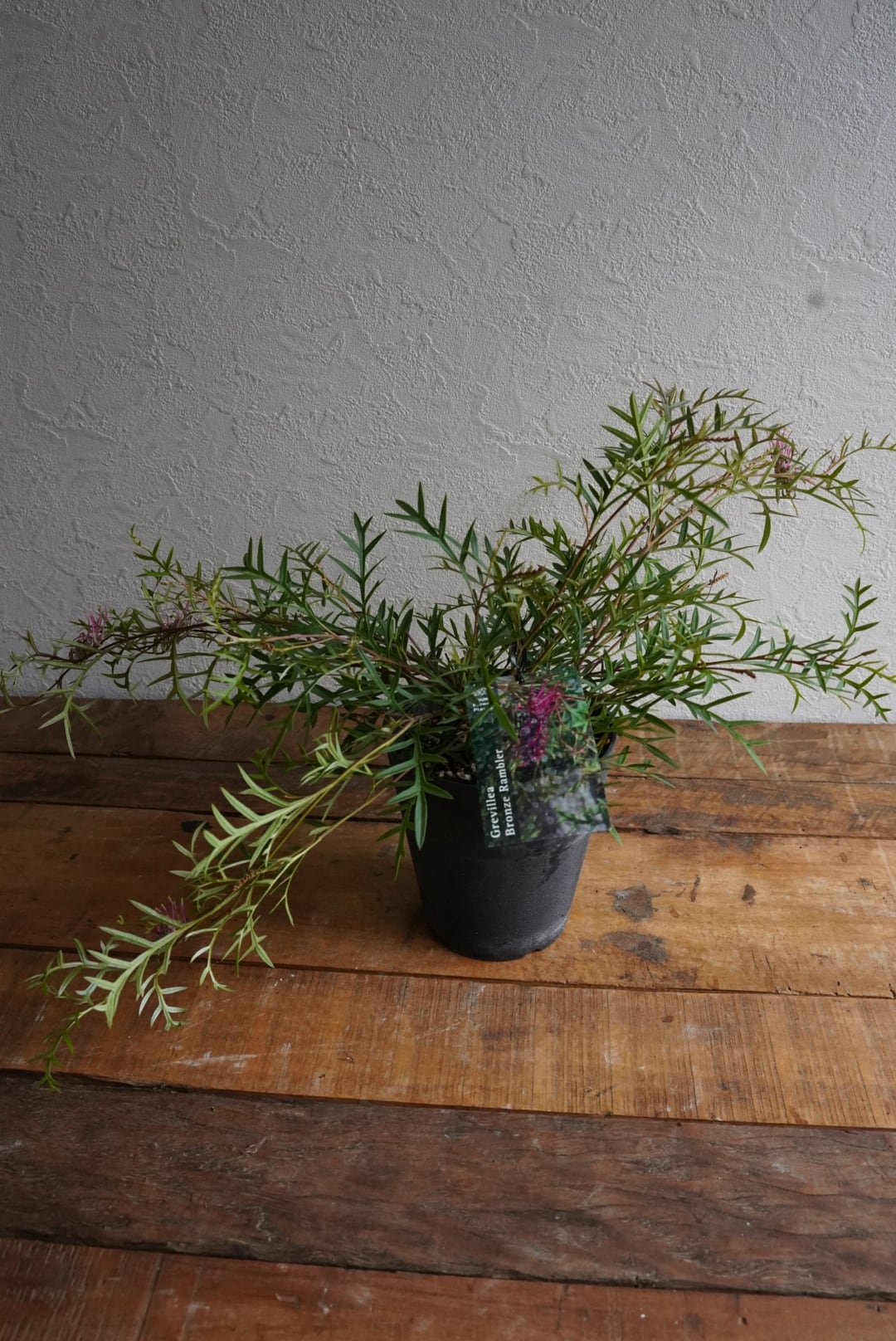 グレビレア ブロンズランバー 大株 2 這性 グレビレア ブロンズランバー 鉢植え オージープランツ