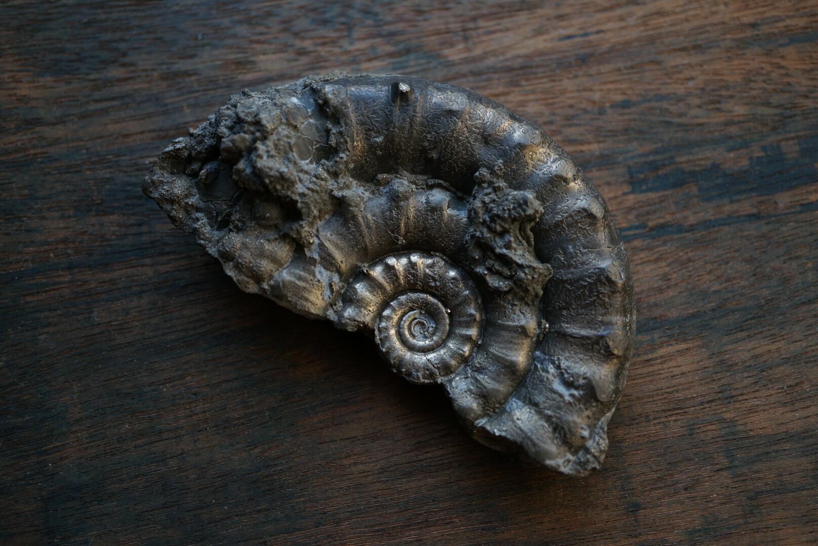 イギリス産黄鉄鉱化アンモナイト Pyritized Ammonite 1895 | 叙景 jokei