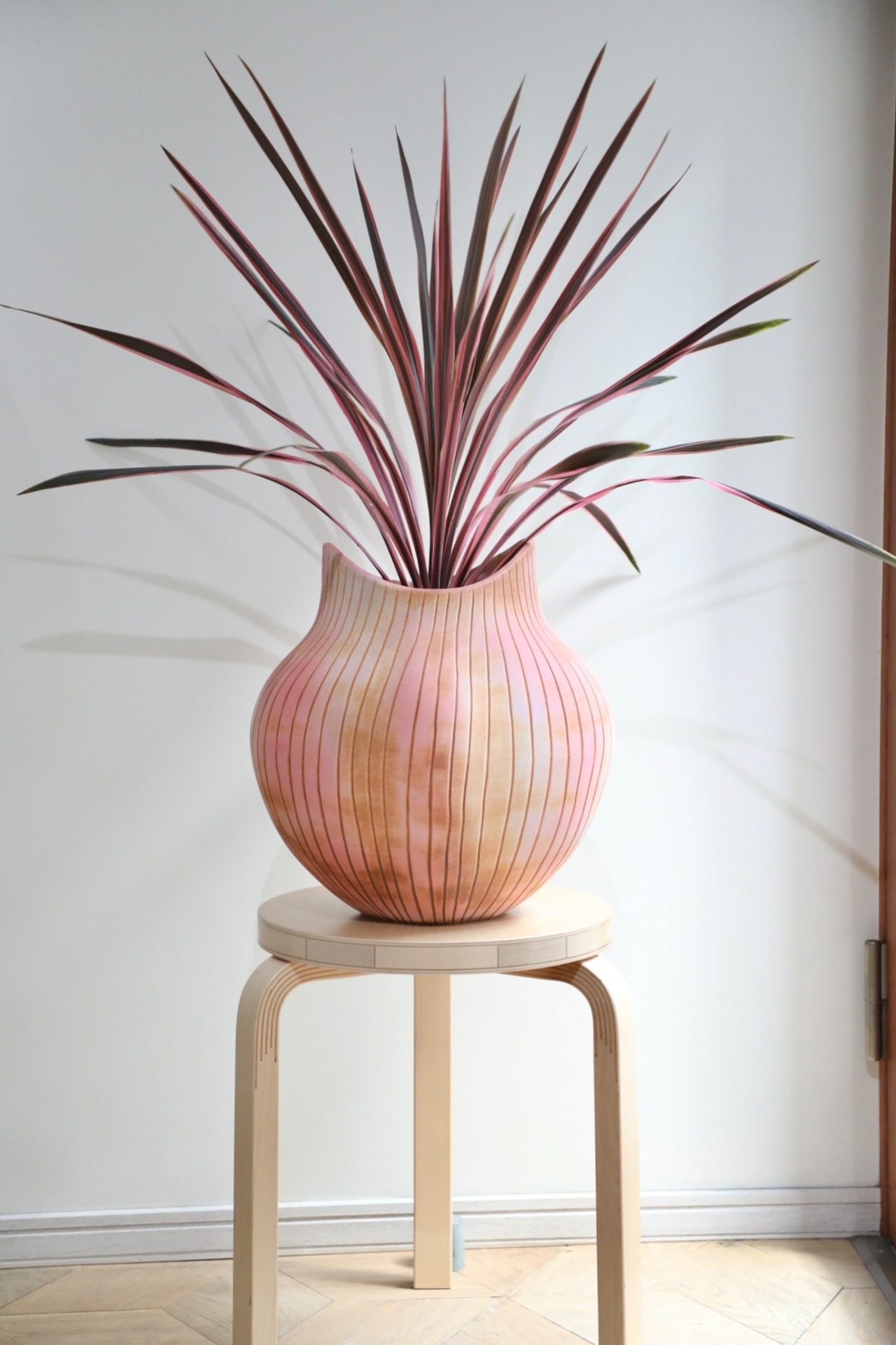 【L】【渋谷区周辺エリア/配送料無料】【88cm】コルジリネ オーストラリスピンク/Cordyline australis 'Pink Stripe'