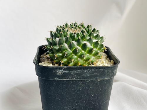 Mammillaria sempervivi v. caput-medusae　マミラリア　景清　サボテン