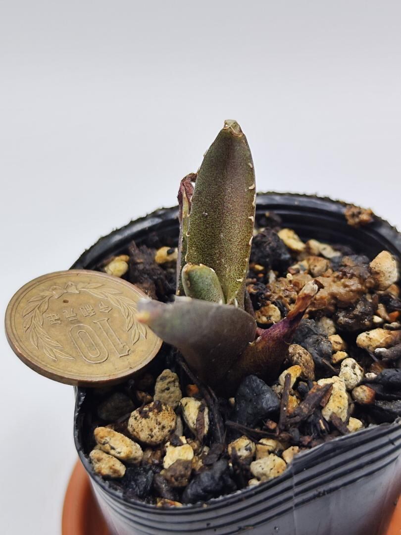 アガべ好き フラワー・ガーデニング 【上澳園芸】アガベ